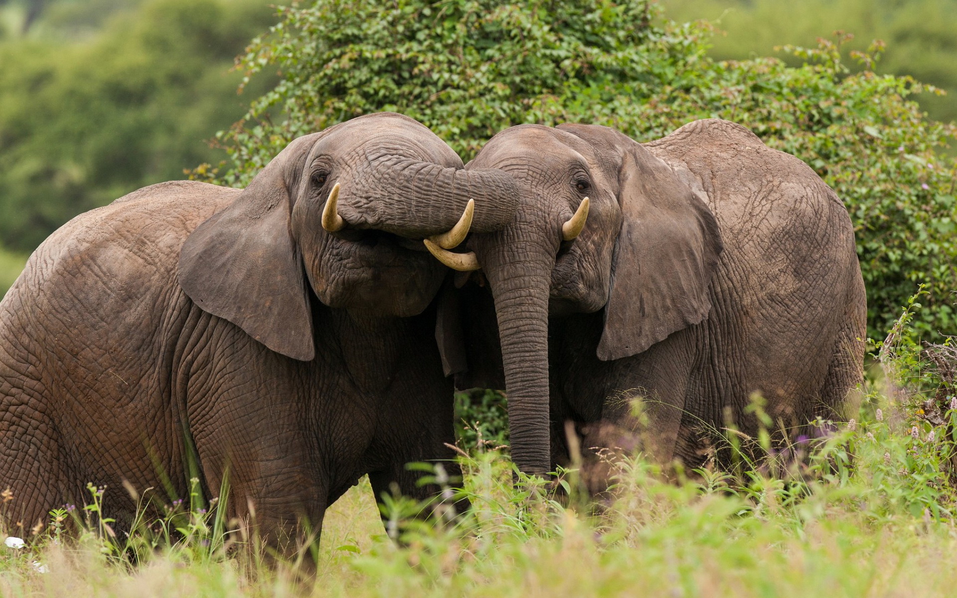 Descarga gratuita de fondo de pantalla para móvil de Elefante Africano De Sabana, Elefantes, Animales.
