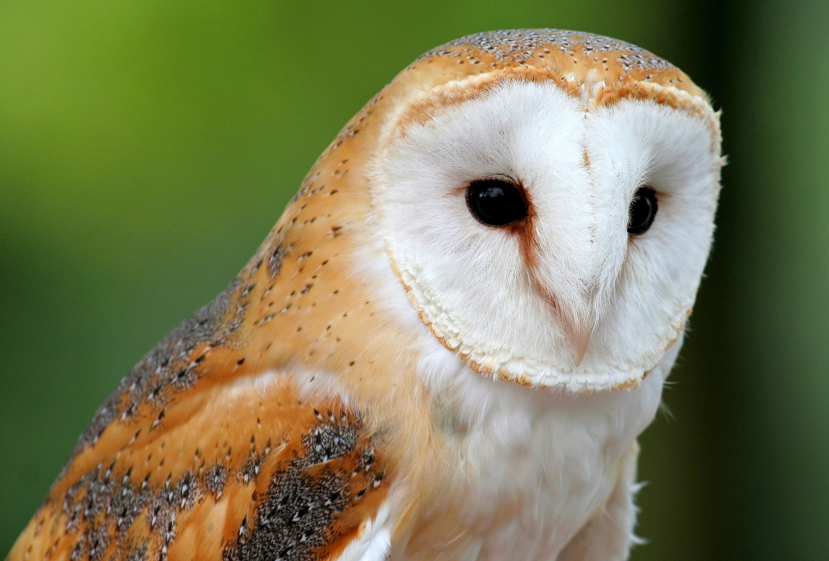 Download mobile wallpaper Muzzle, Animals, Predator, Owl, Bird for free.