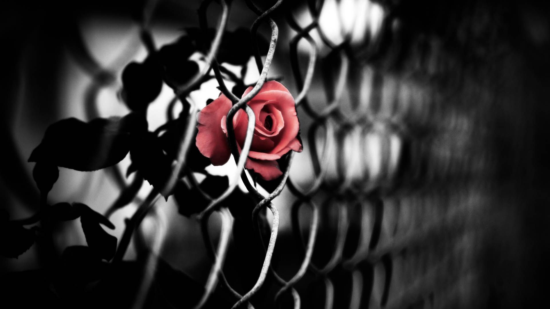 Free download wallpaper Bud, Rose, Dark, Rose Flower, Grid on your PC desktop