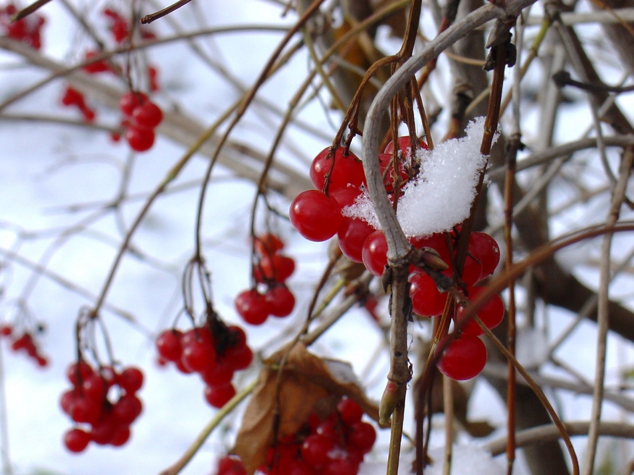 Download mobile wallpaper Snow, Winter, Plants, Bush for free.