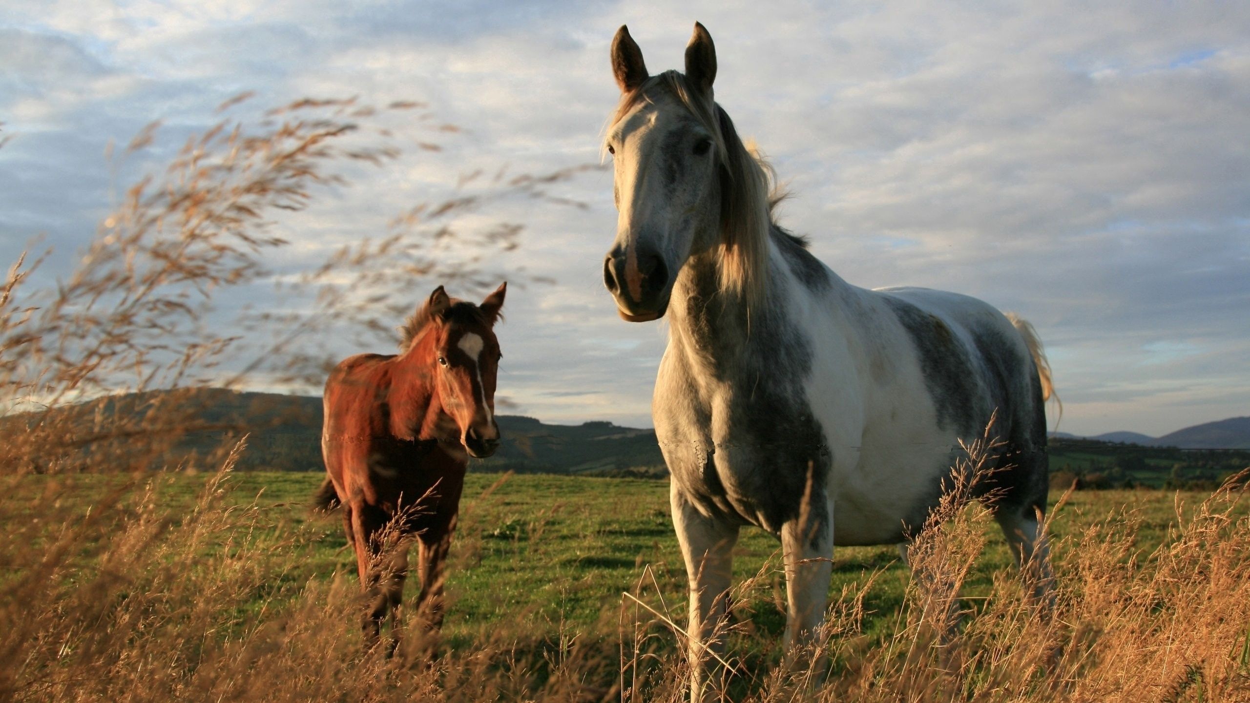 139390画像をダウンロード馬, 動物, 草, カップル, 双, 散歩-壁紙とスクリーンセーバーを無料で