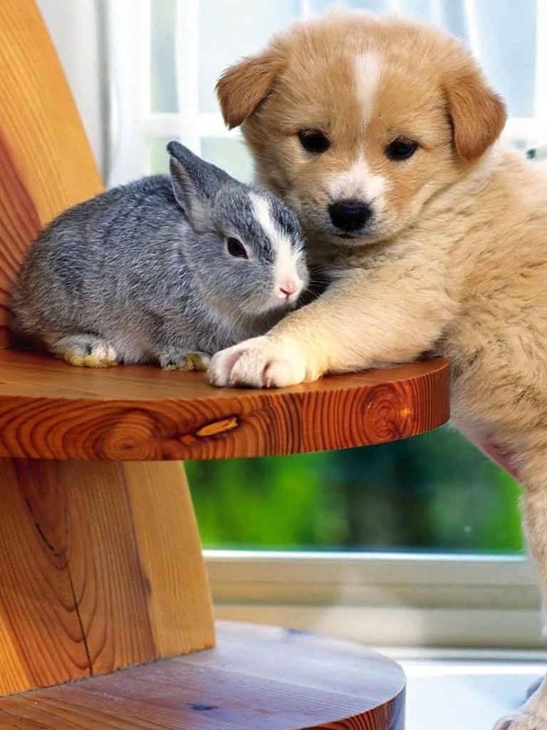 Download mobile wallpaper Dog, Animal, Rabbit, Cute for free.