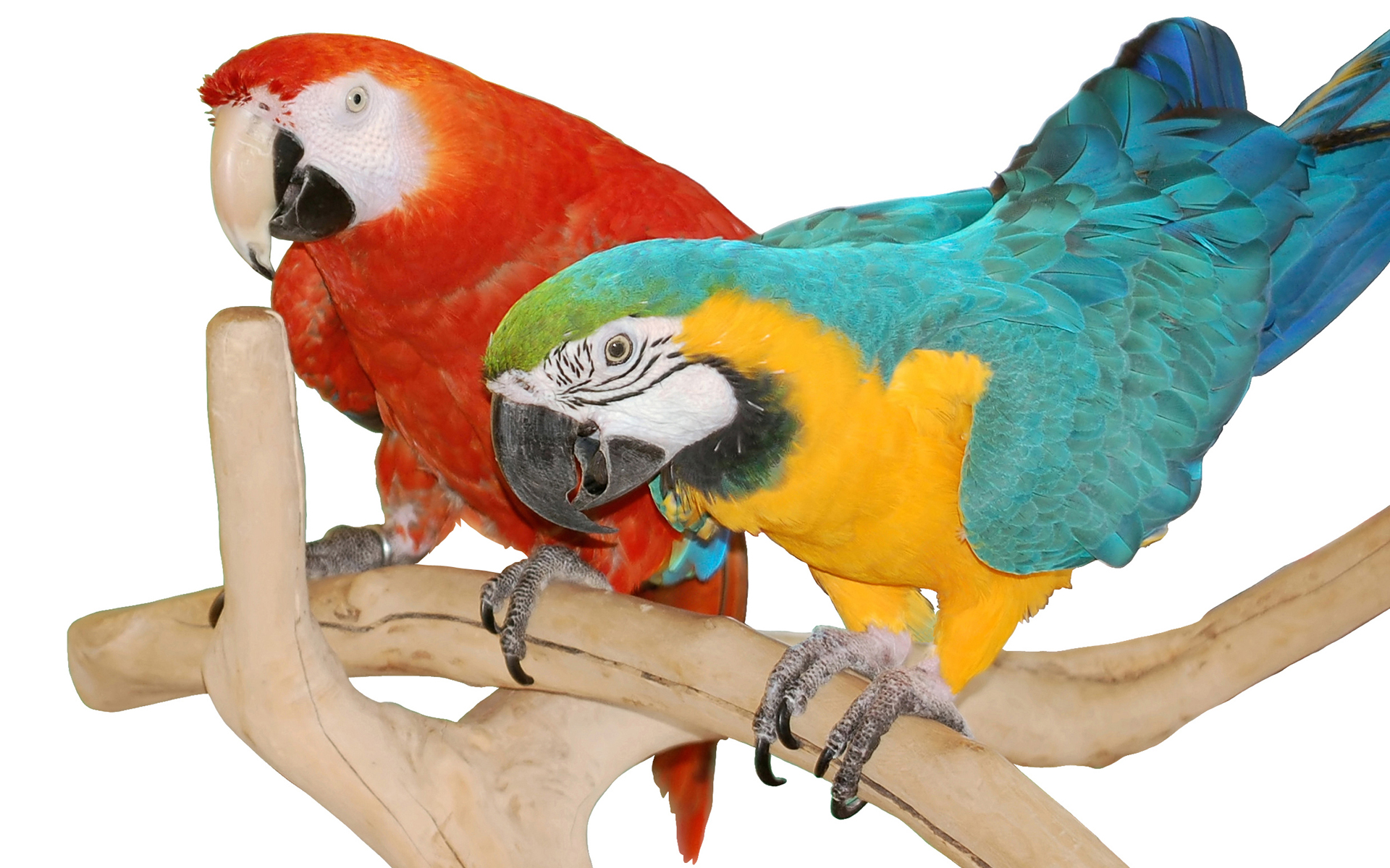 Скачати мобільні шпалери Ара, Синьо Жовтий Ара, Папуга, Птах, Птахи, Тварина безкоштовно.