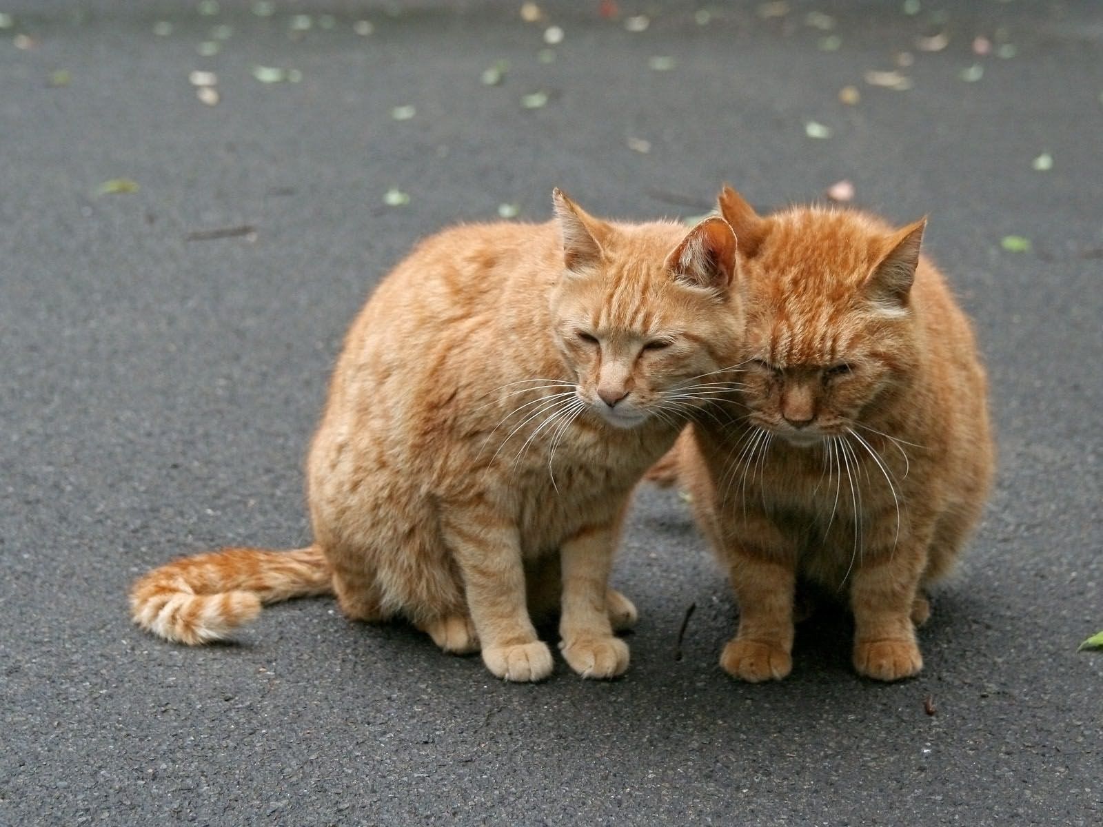Free download wallpaper Animals, Pair, Care, Tenderness, Couple, Cats on your PC desktop