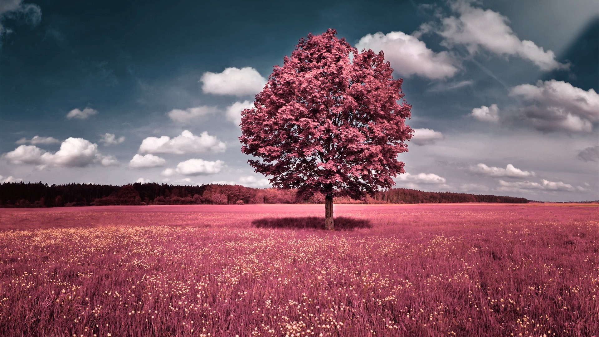 Téléchargez gratuitement l'image Arbre, Terre/nature sur le bureau de votre PC