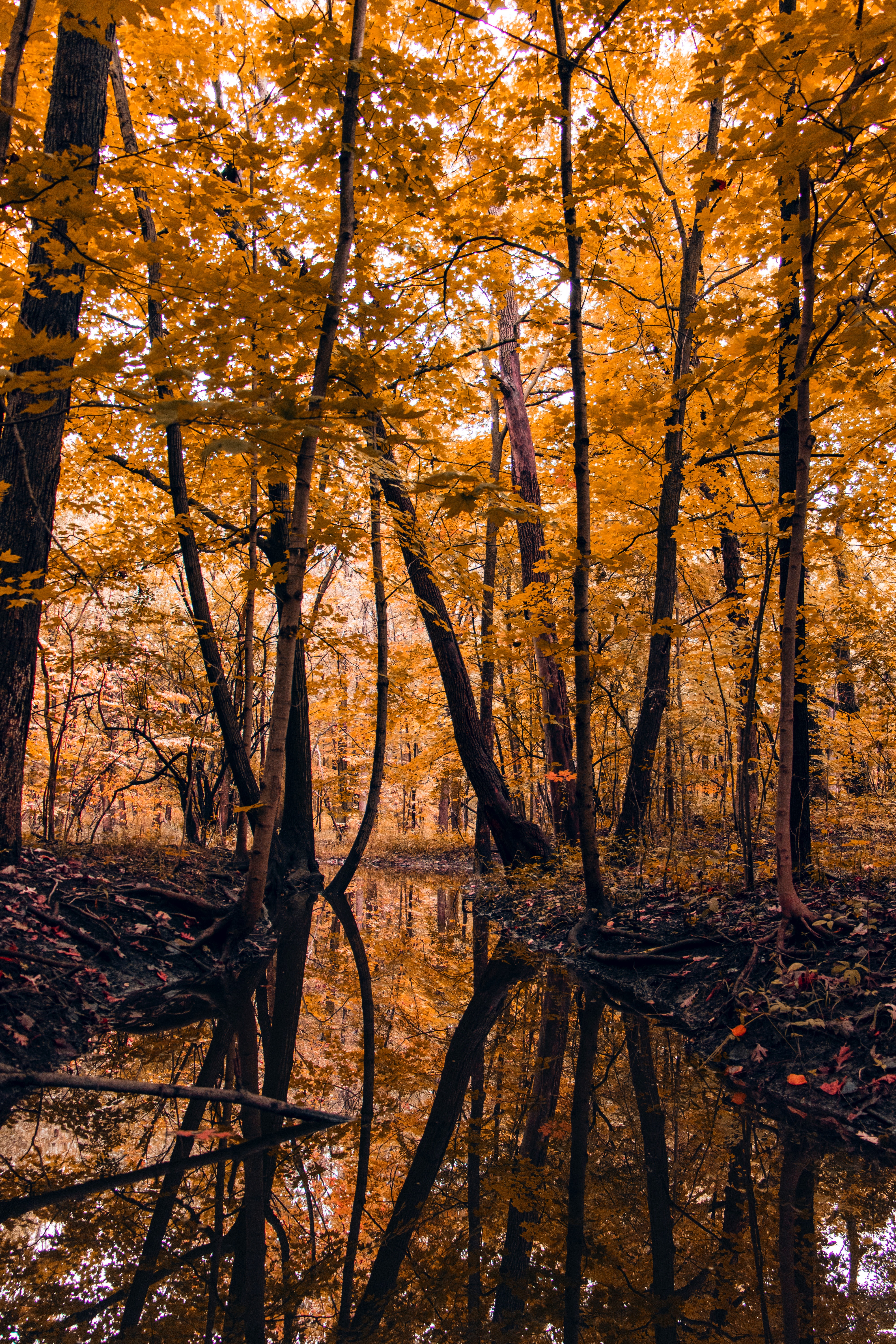 PCデスクトップに自然, 木, 森林, 森, 川, 秋, 風景画像を無料でダウンロード