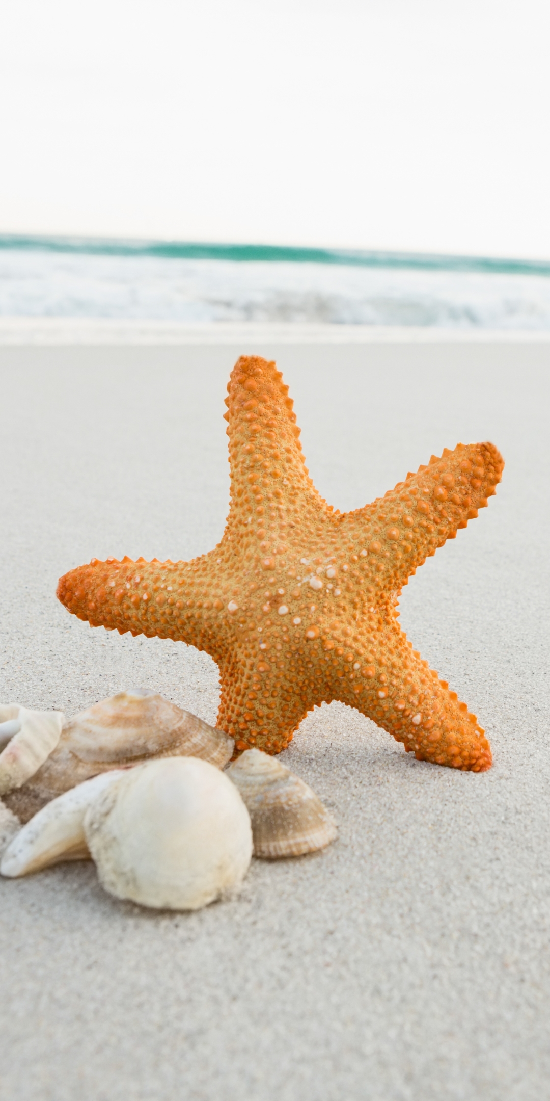 Download mobile wallpaper Beach, Sand, Starfish, Animal, Shell for free.