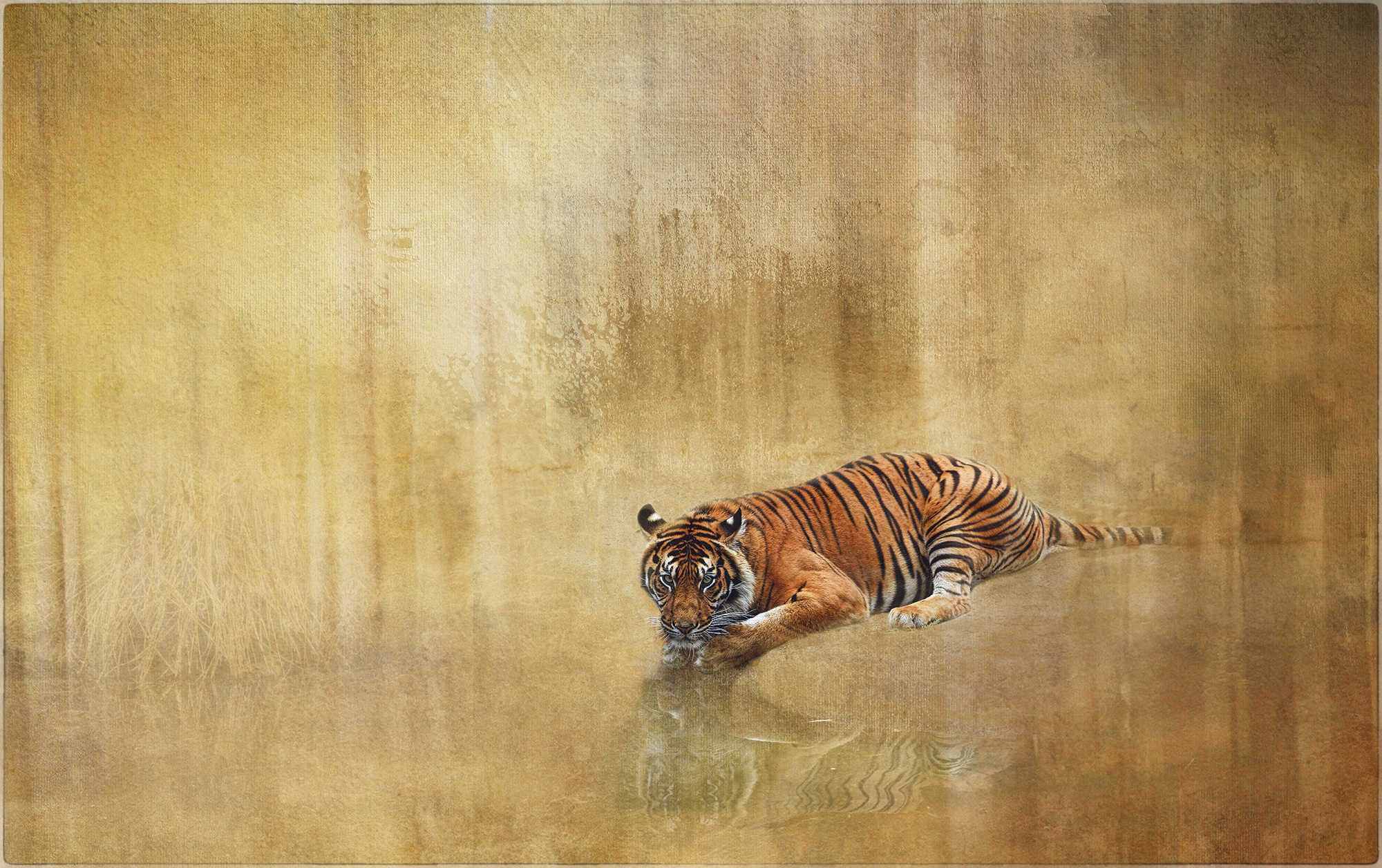 Free download wallpaper Cats, Reflection, Tiger, Animal on your PC desktop