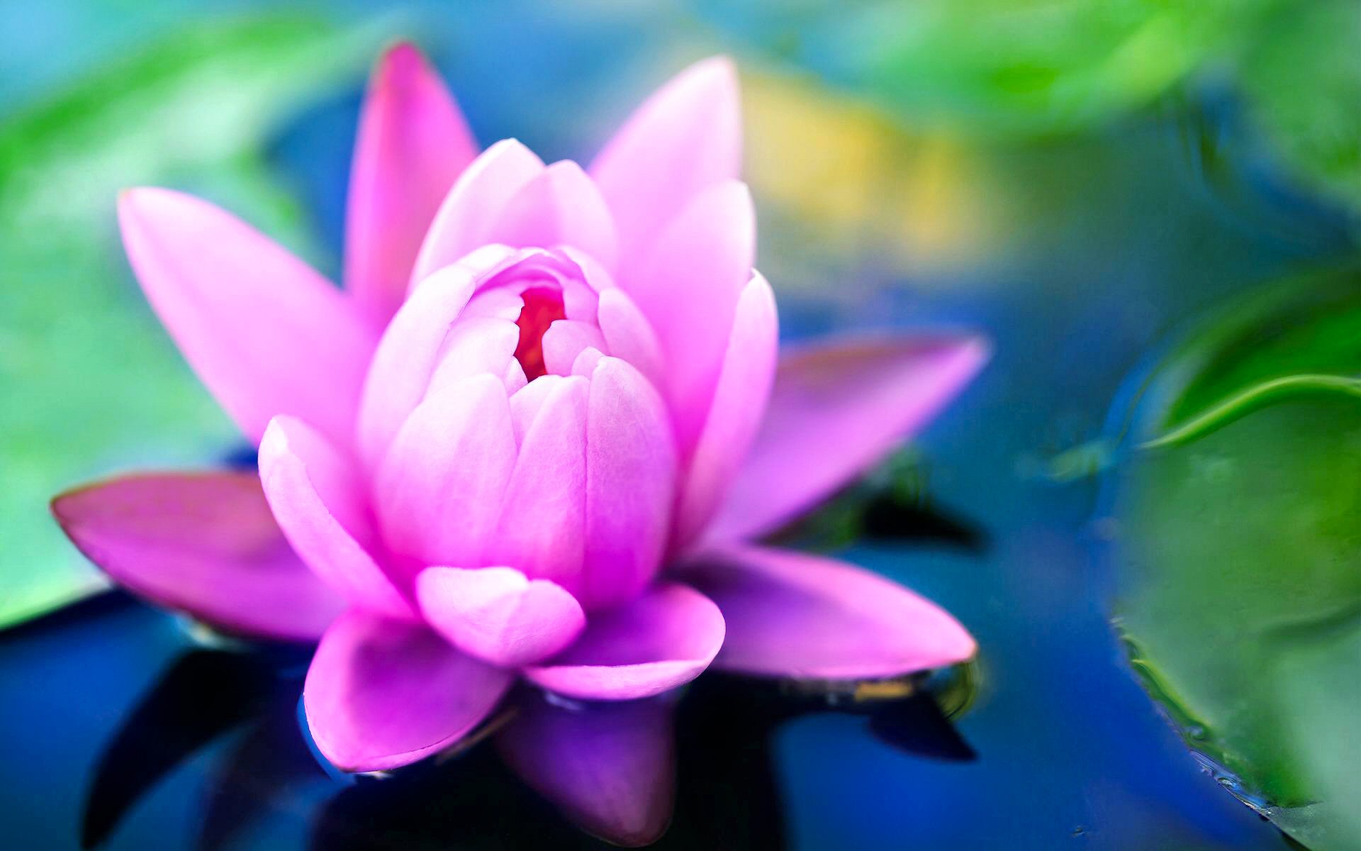 Download mobile wallpaper Earth, Water Lily for free.