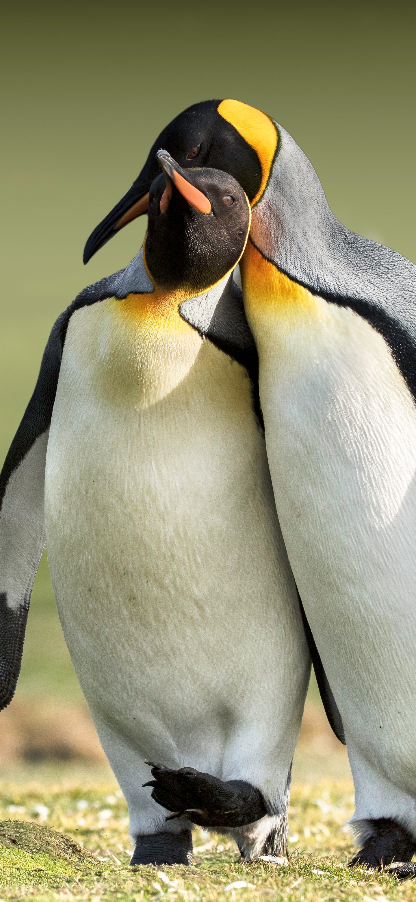 Handy-Wallpaper Tiere, Vögel, Pinguin kostenlos herunterladen.