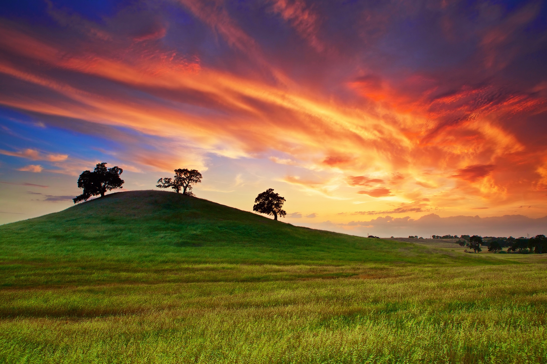 spring, usa, california, trees, field, sunset, nature, grass, sky, clouds, united states, may HD wallpaper