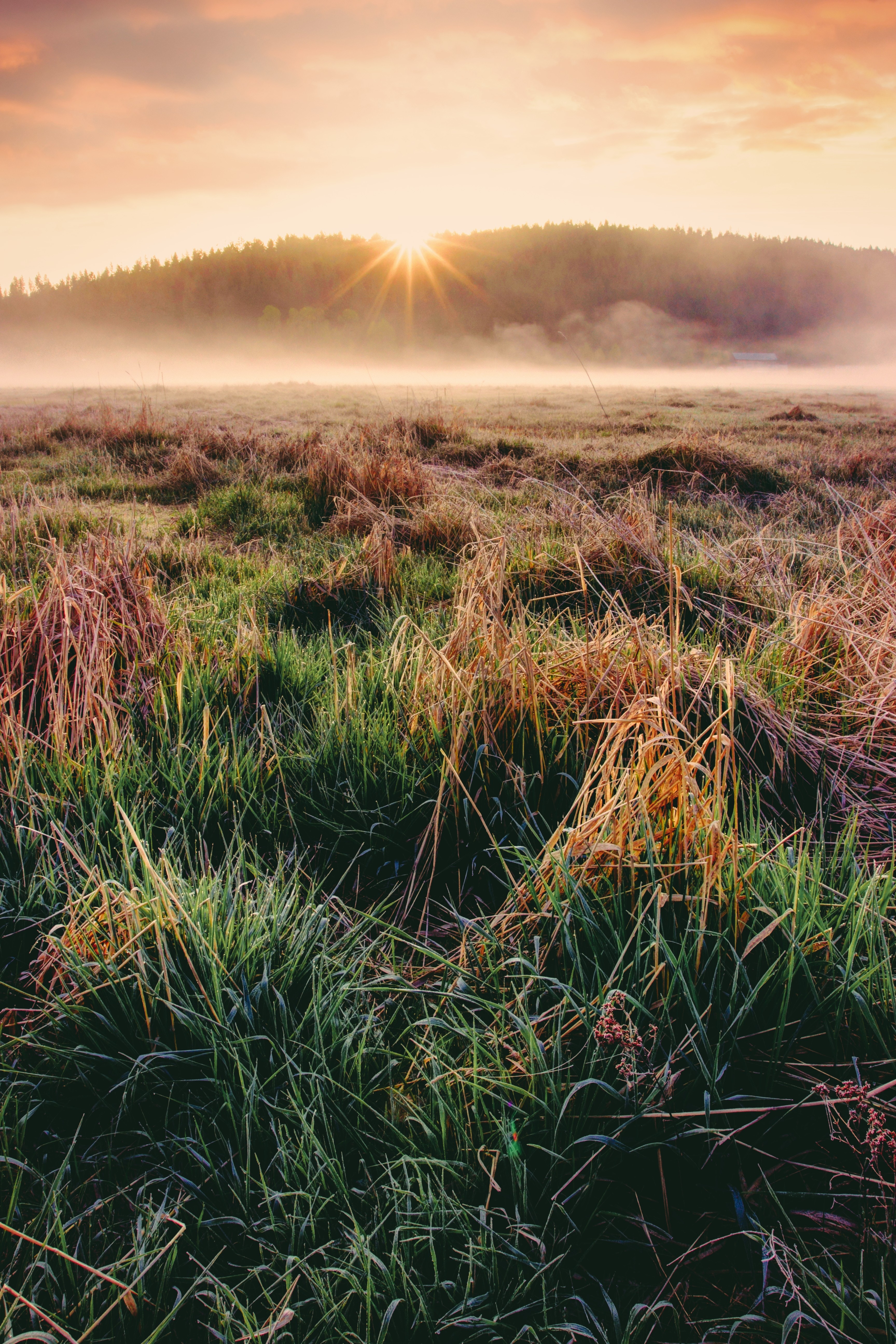 Download mobile wallpaper Grass, Nature, Dawn, Autumn for free.