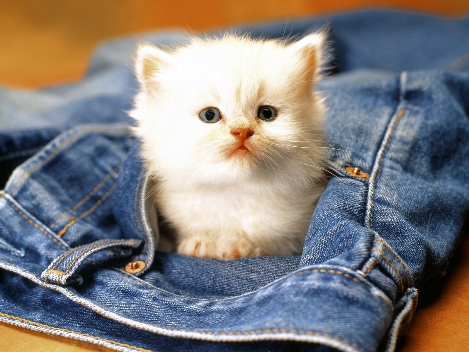 Laden Sie das Schnauze, Jeans, Kätzchen, Tiere-Bild kostenlos auf Ihren PC-Desktop herunter