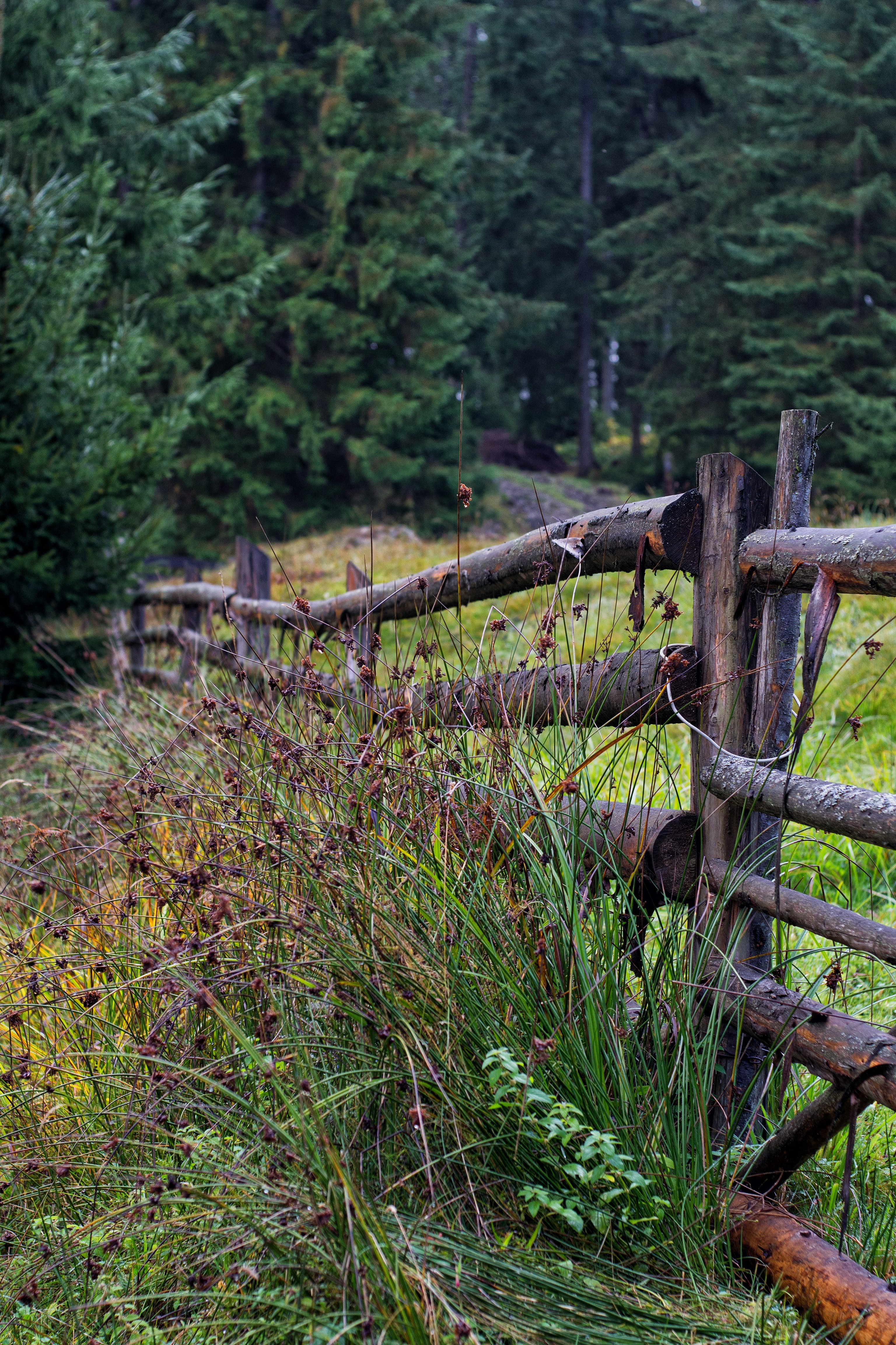 fence, nature, trees, grass, logs