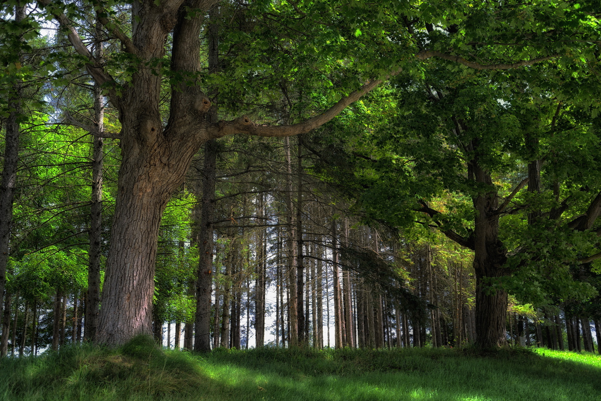 Скачать картинку Лес, Дерево, Зеленый, Весна, Живопись, Ландшафт, Земля/природа в телефон бесплатно.