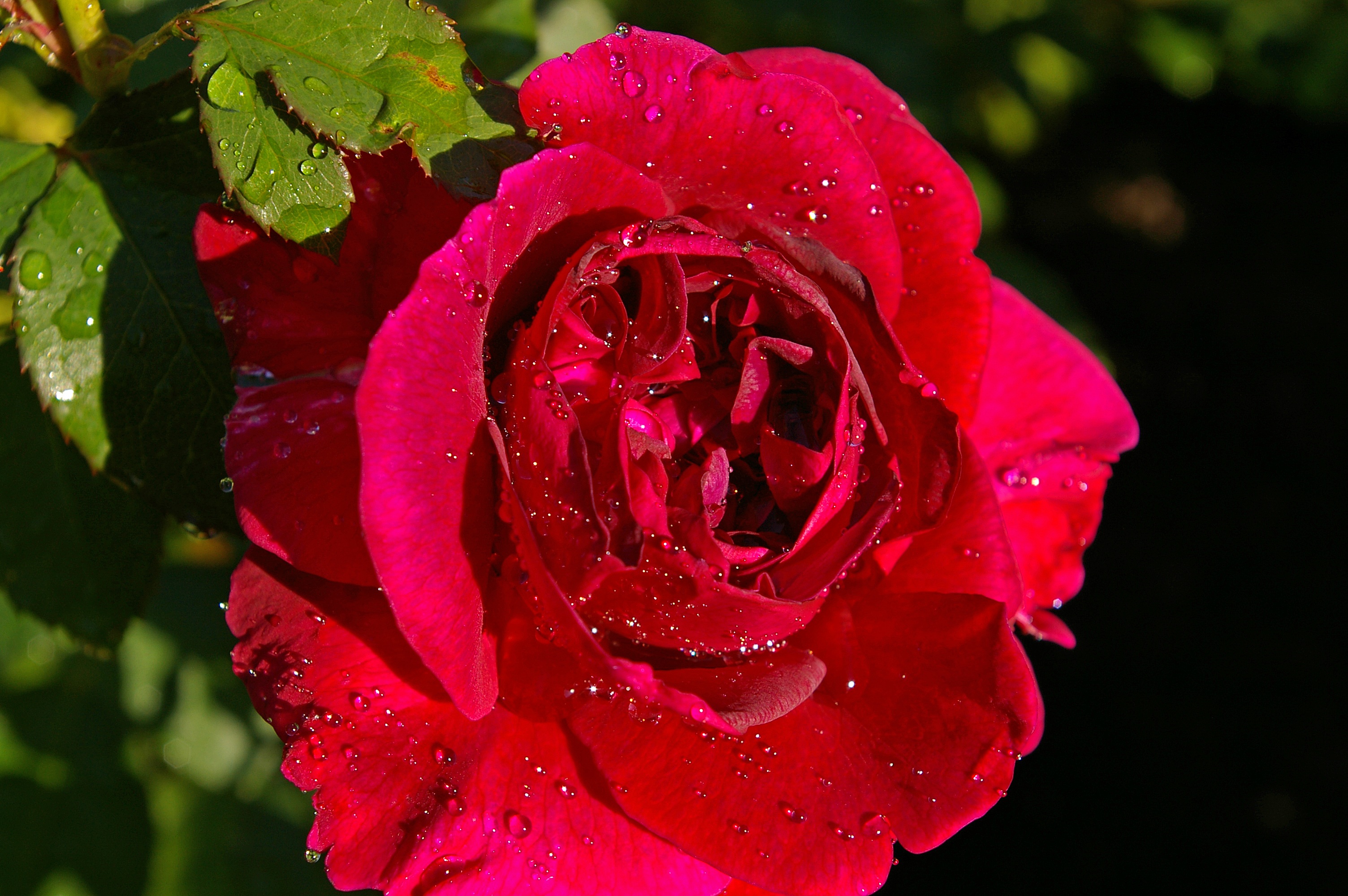 drops, flower, macro, rose flower, rose, bud Image for desktop
