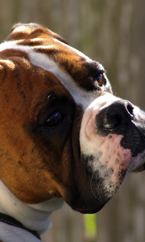 Download mobile wallpaper Dogs, Animal, Boxer for free.