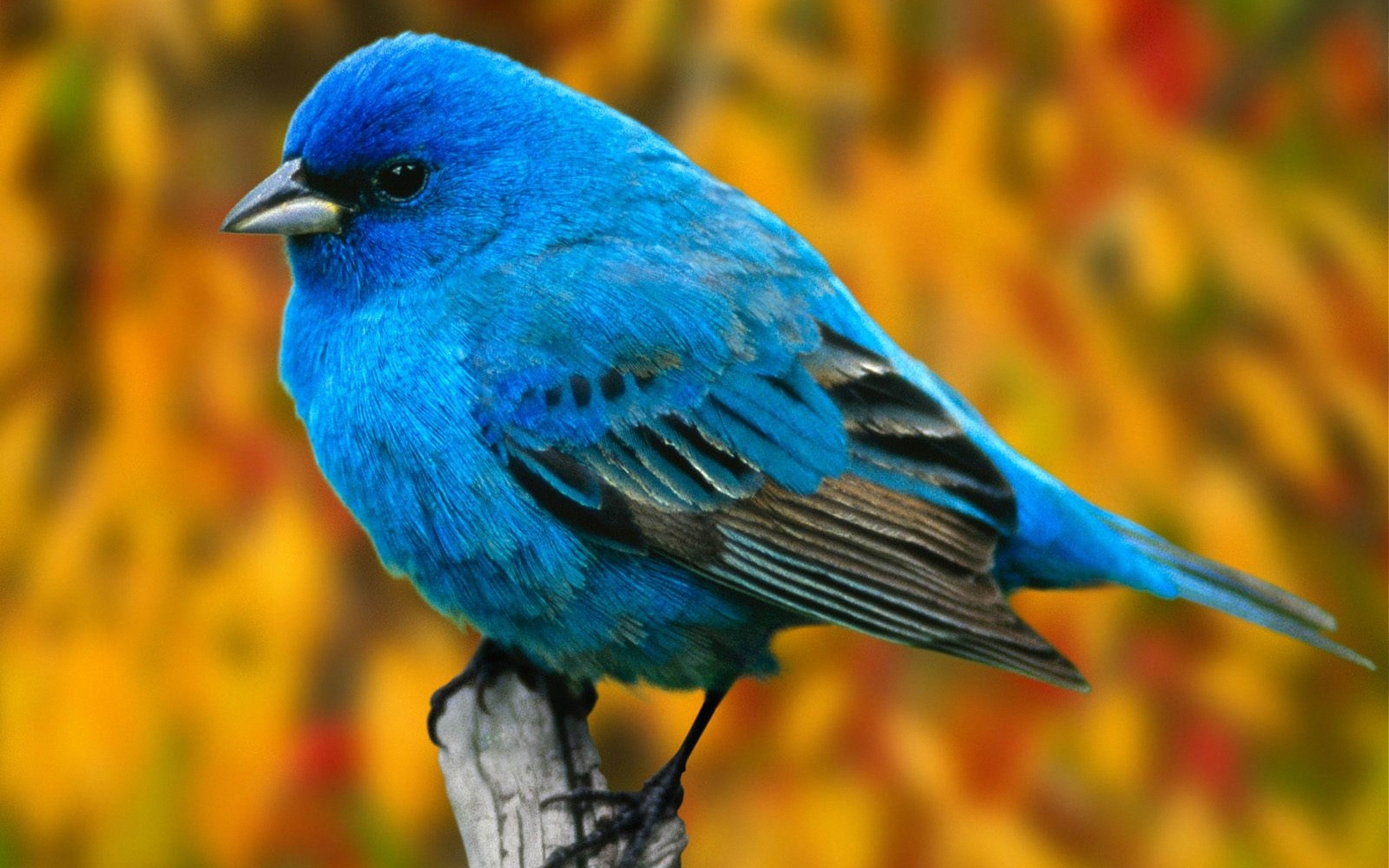 288106 descargar fondo de pantalla animales, escribano índigo, aves: protectores de pantalla e imágenes gratis