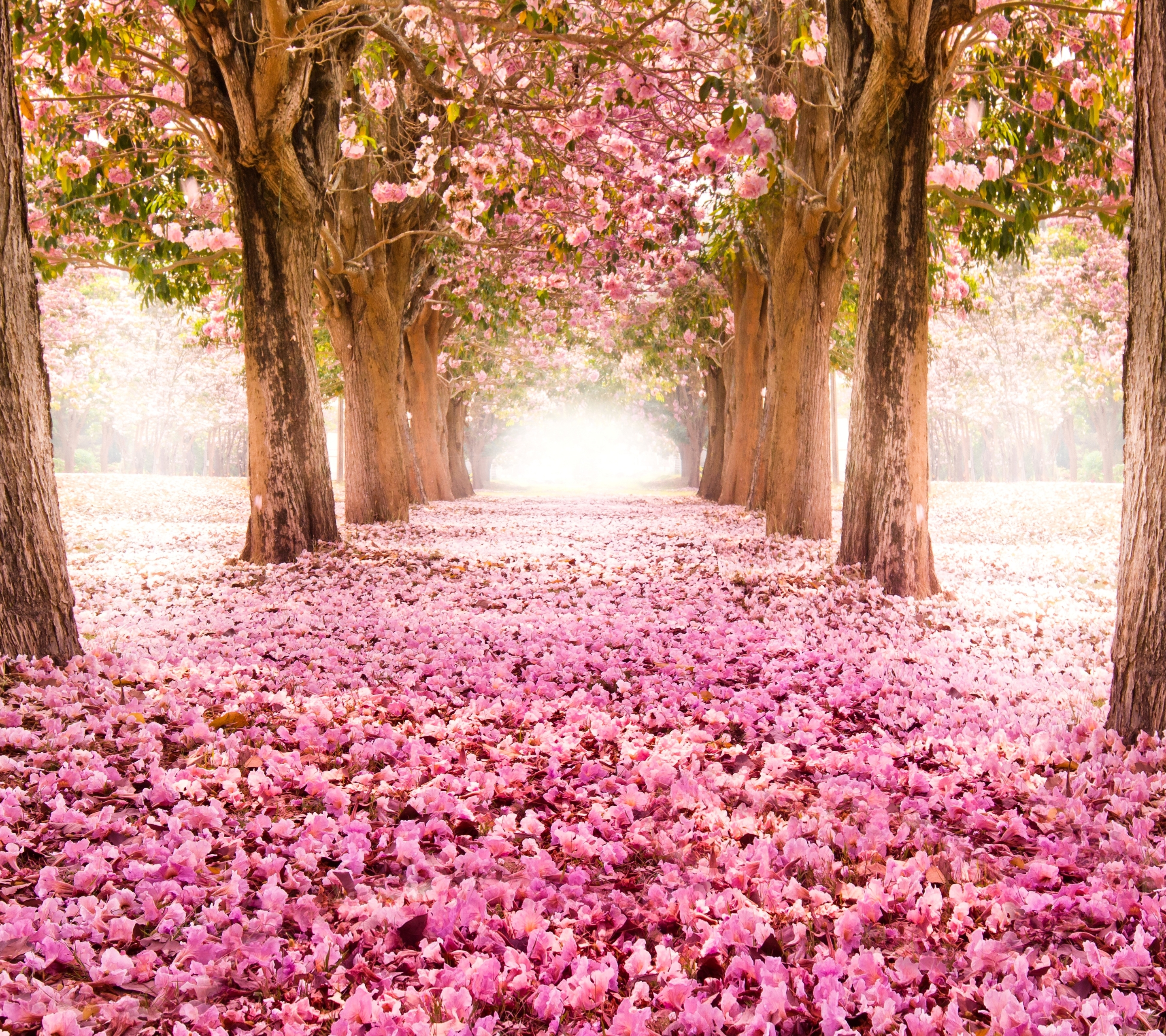 Download mobile wallpaper Sakura, Park, Tree, Earth, Spring, Blossom for free.