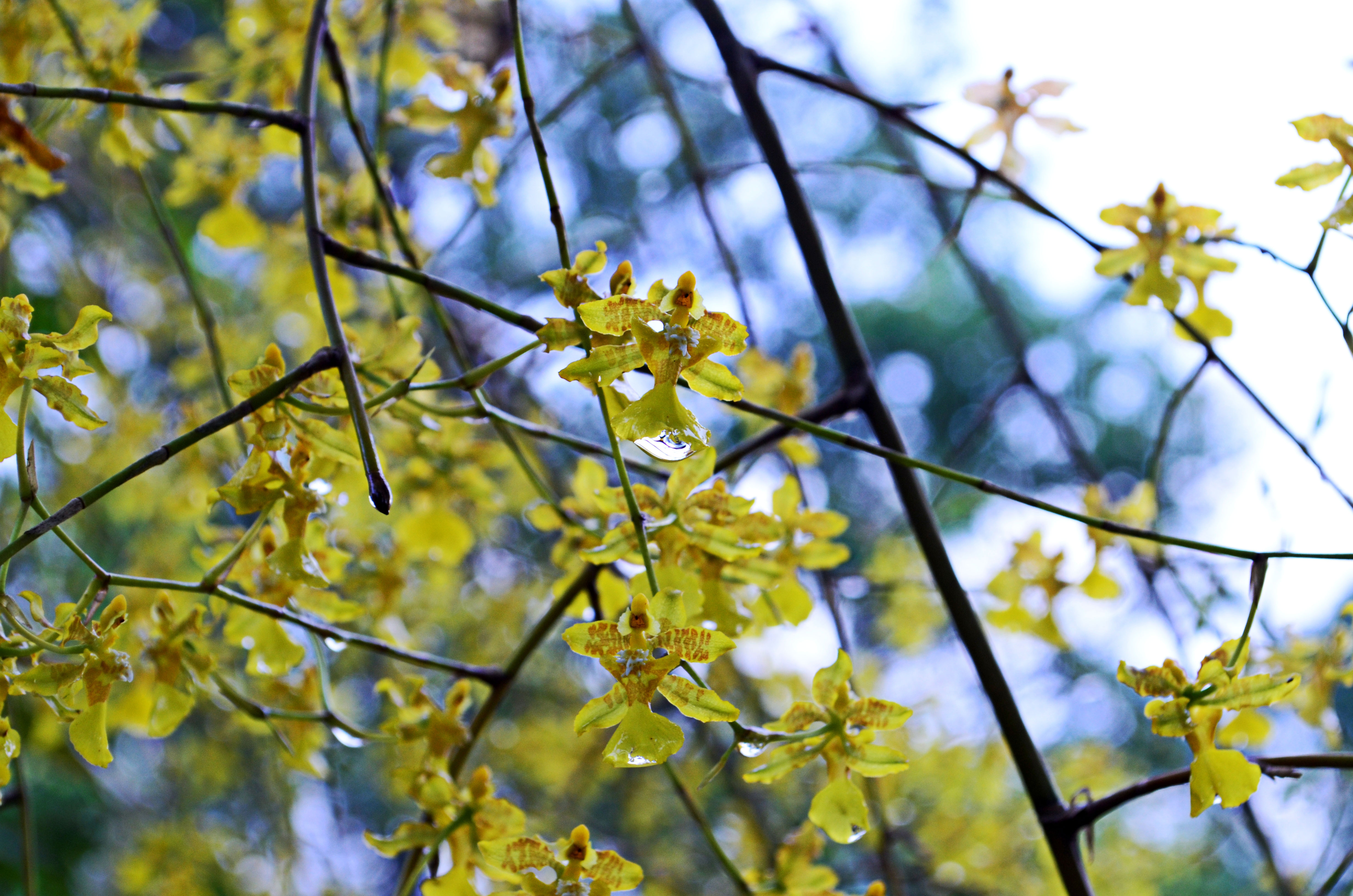 Descarga gratuita de fondo de pantalla para móvil de Flores, Flor, Tierra/naturaleza.