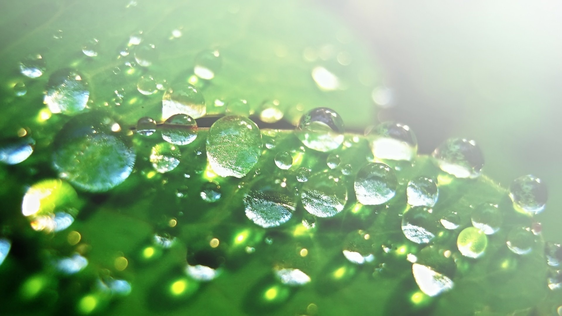 Download mobile wallpaper Nature, Macro, Earth, Dew, Flag, Water Drop for free.
