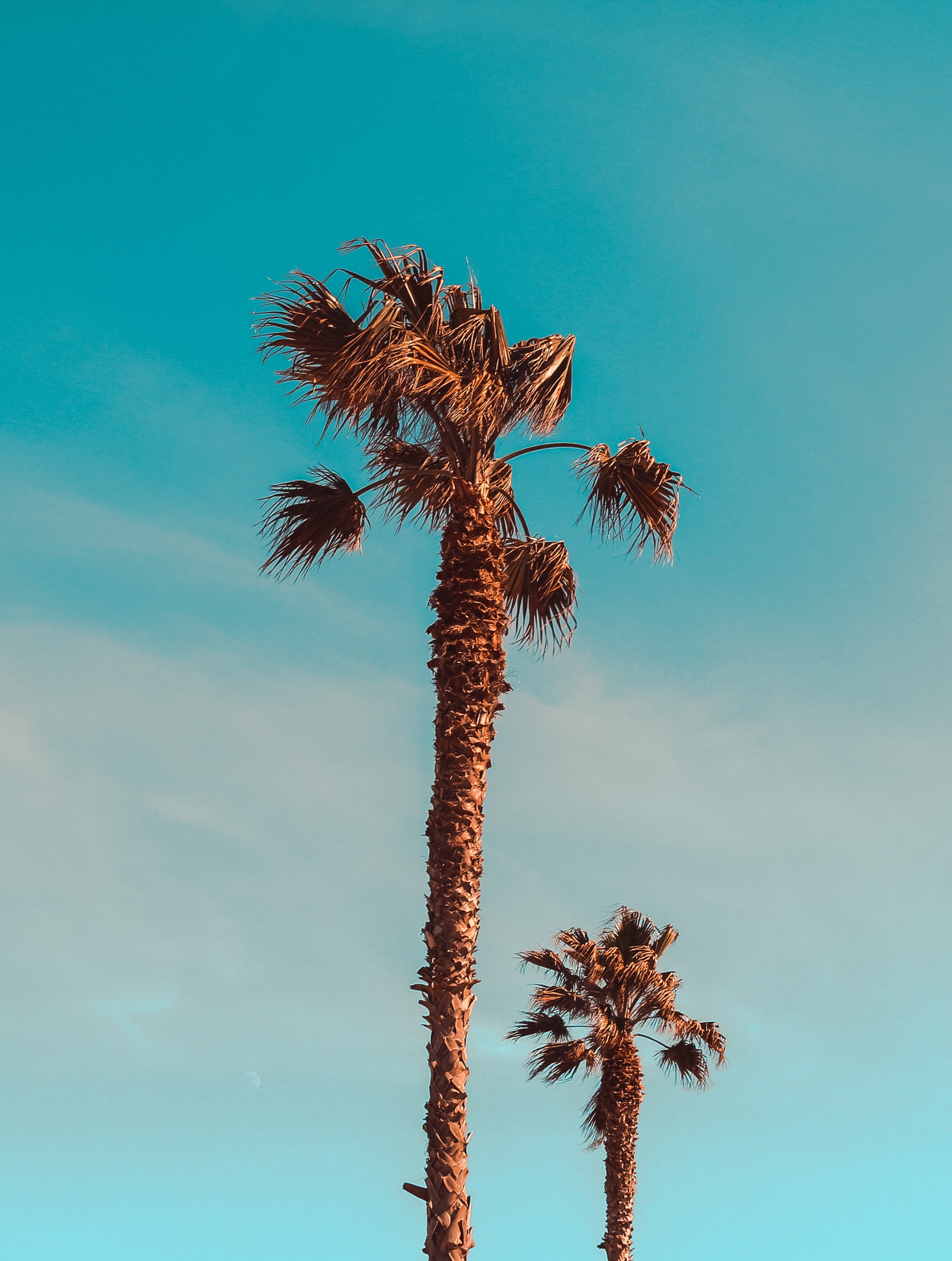 Download mobile wallpaper Nature, Leaves, Trees, Palms for free.
