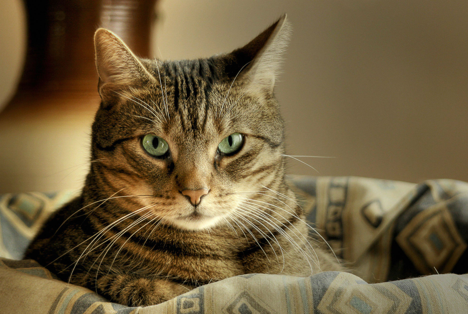 Baixe gratuitamente a imagem Animais, Gatos, Gato na área de trabalho do seu PC