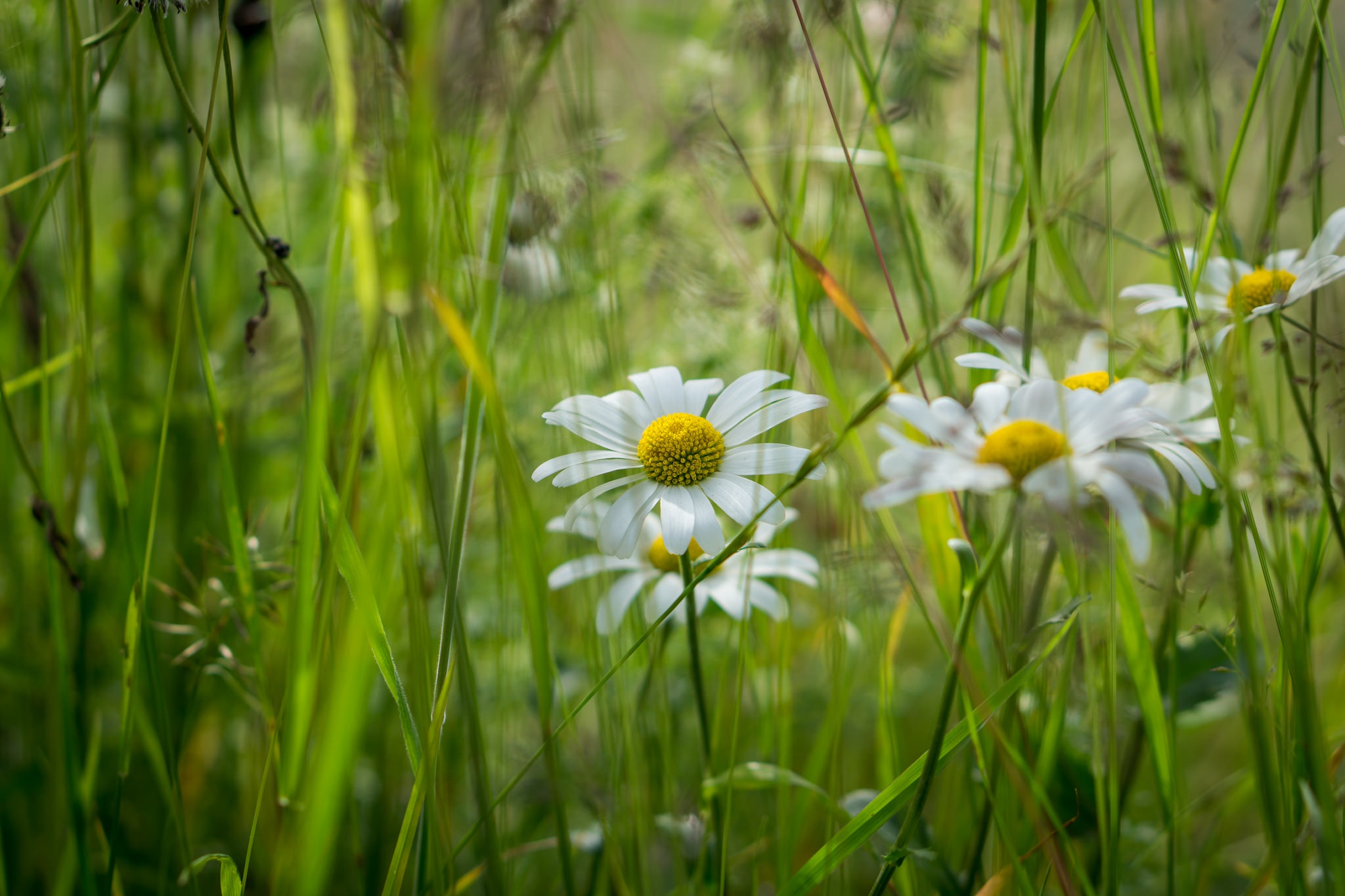 Téléchargez des papiers peints mobile Fleurs, Fleur, Fermer, Marguerite, Fleur Blanche, La Nature, Terre/nature gratuitement.