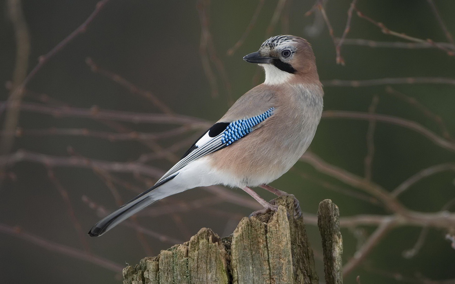 PCデスクトップに鳥, 動物画像を無料でダウンロード