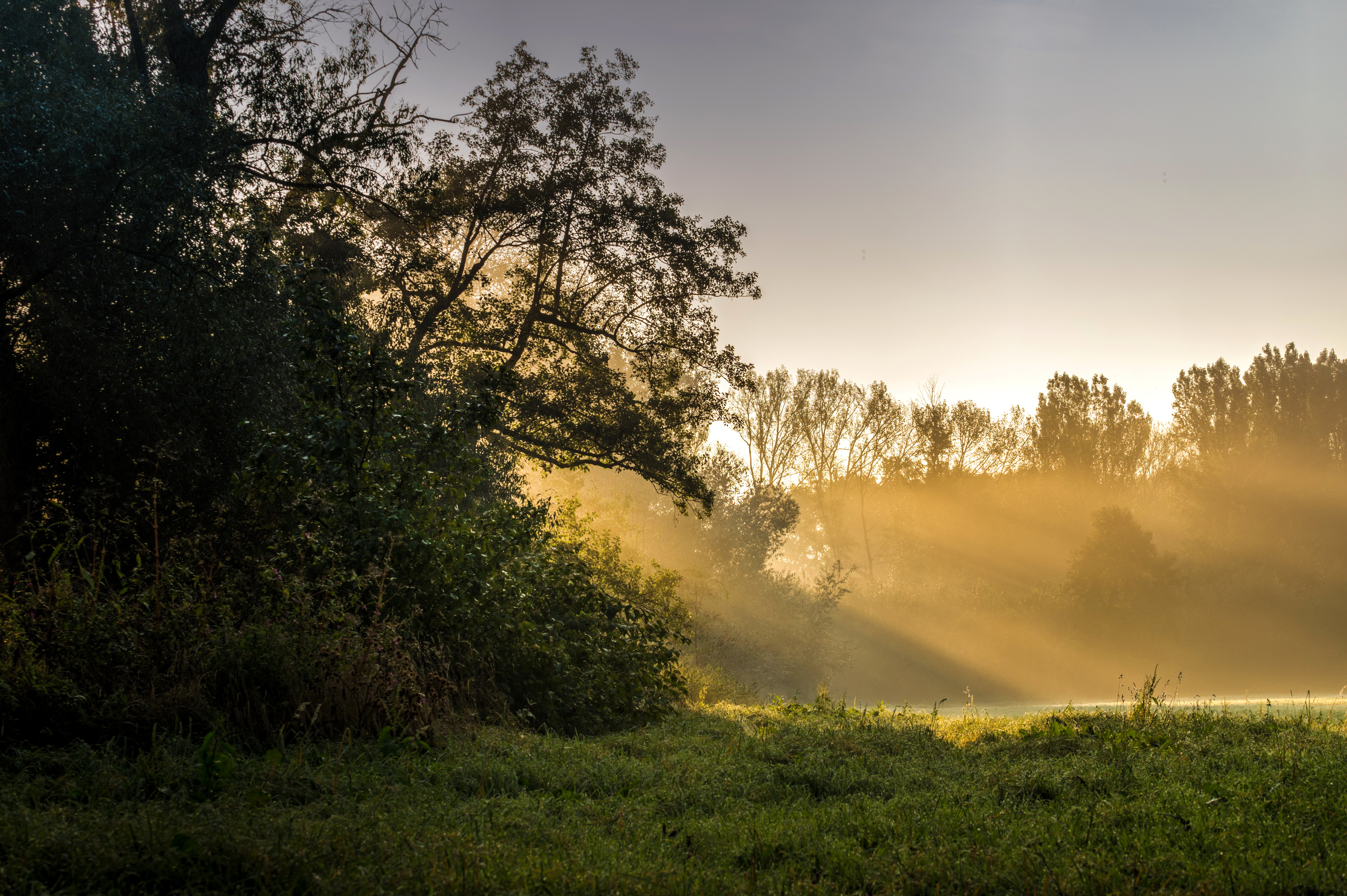 Download mobile wallpaper Nature, Grass, Tree, Earth, Field, Sunbeam for free.