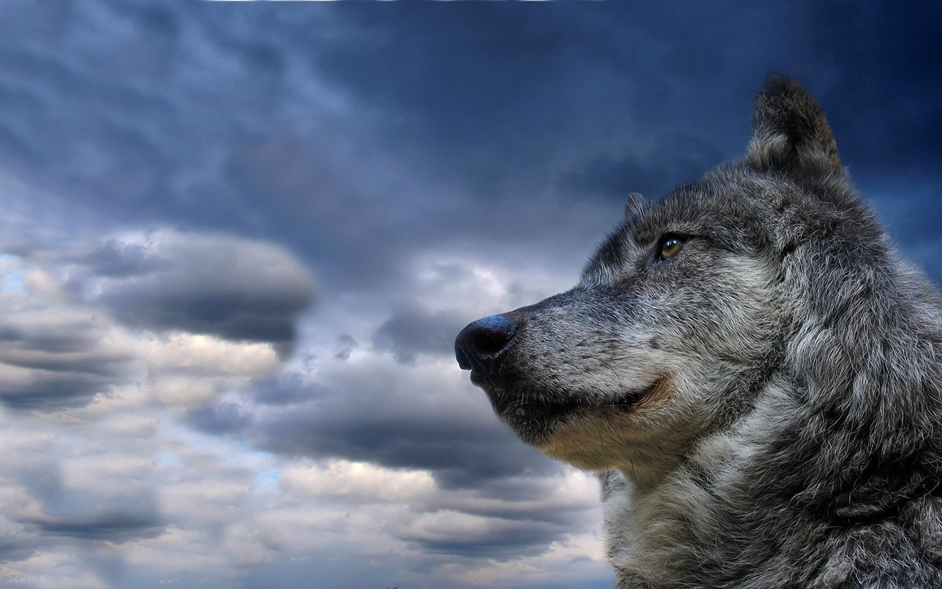 1500809 descargar imagen lobo gris, animales, lobo: fondos de pantalla y protectores de pantalla gratis