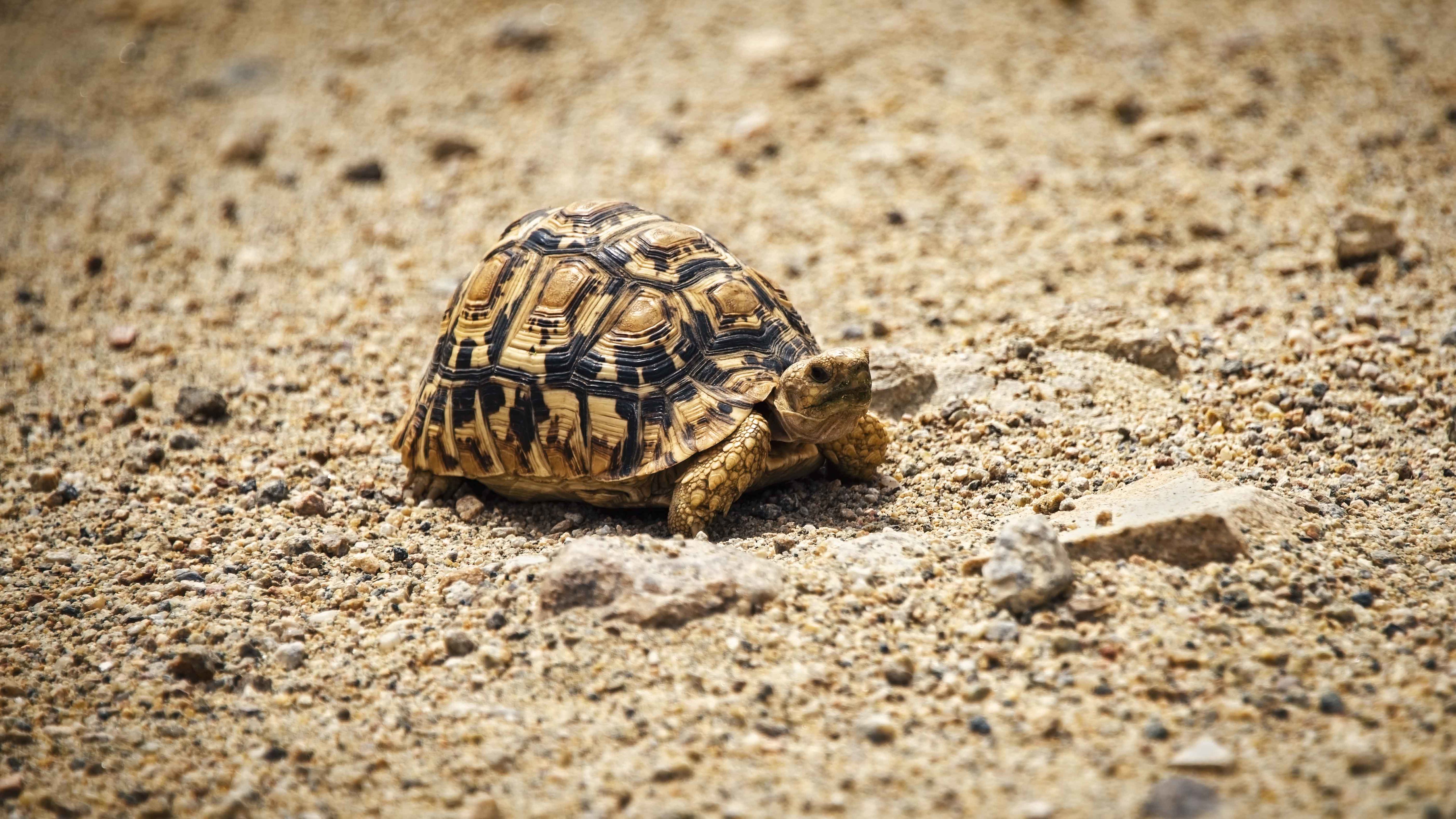 turtle, carapace, animals, pebble, sand, animal, shell Full HD
