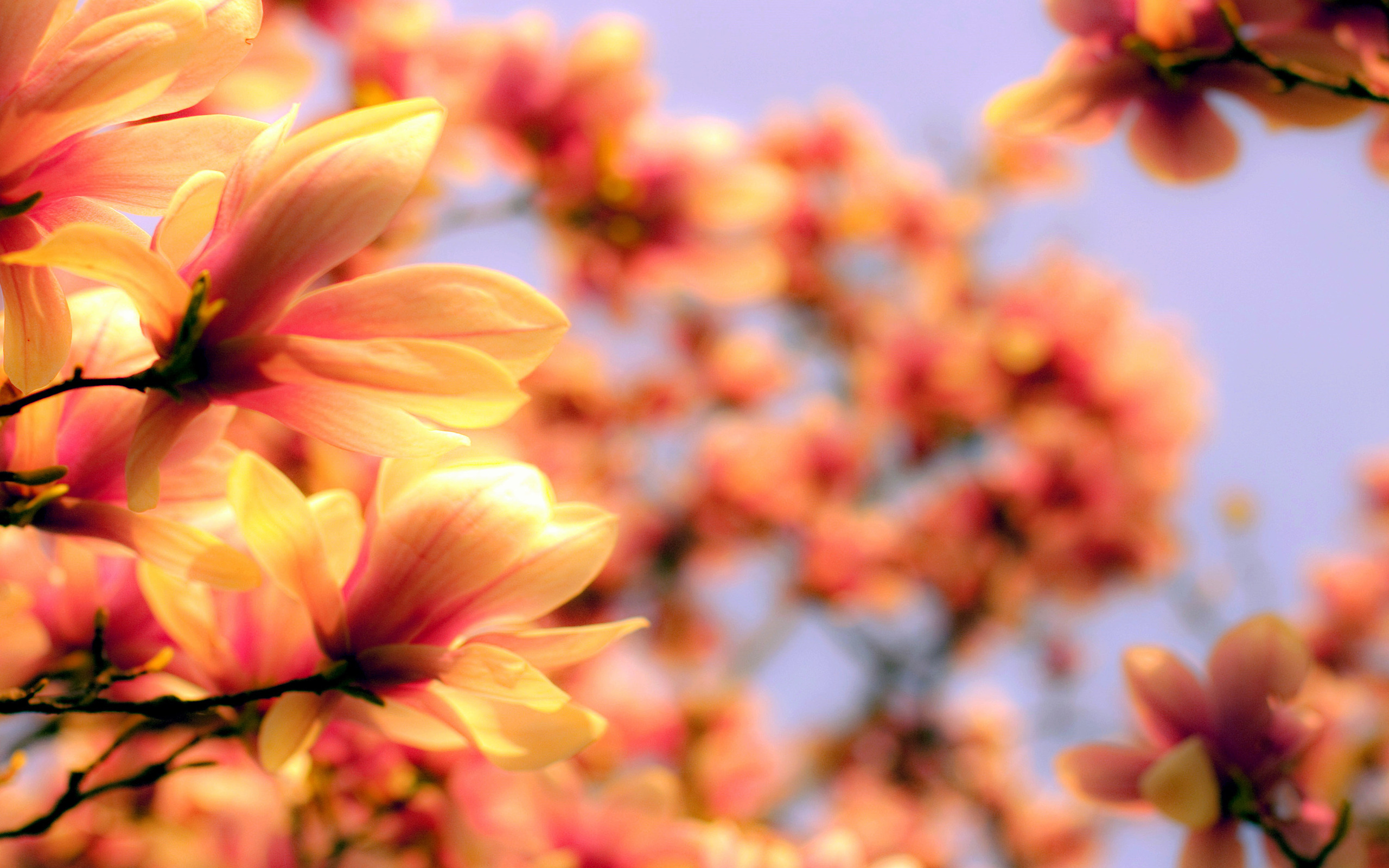 Free download wallpaper Flowers, Earth, Blossom on your PC desktop