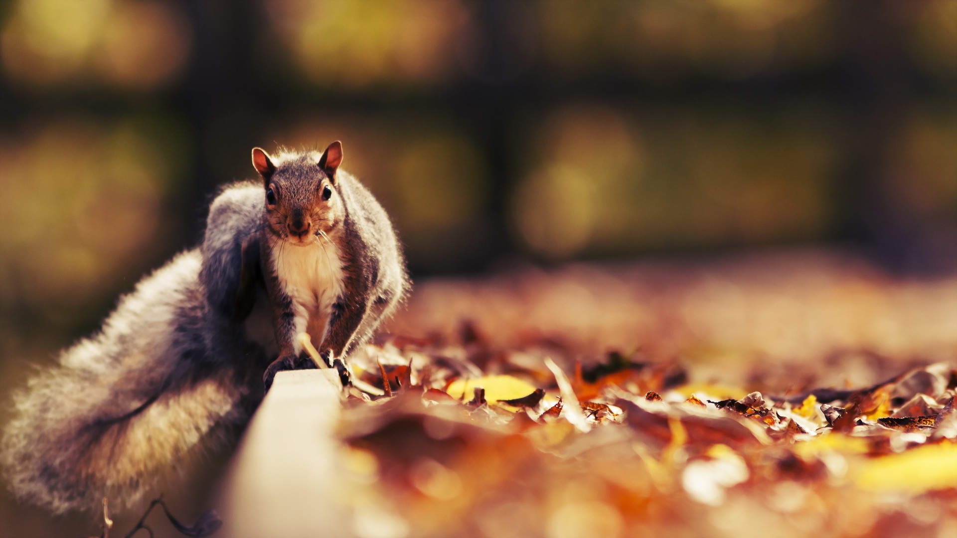 animal, squirrel, fall, leaf, macro, nature, season