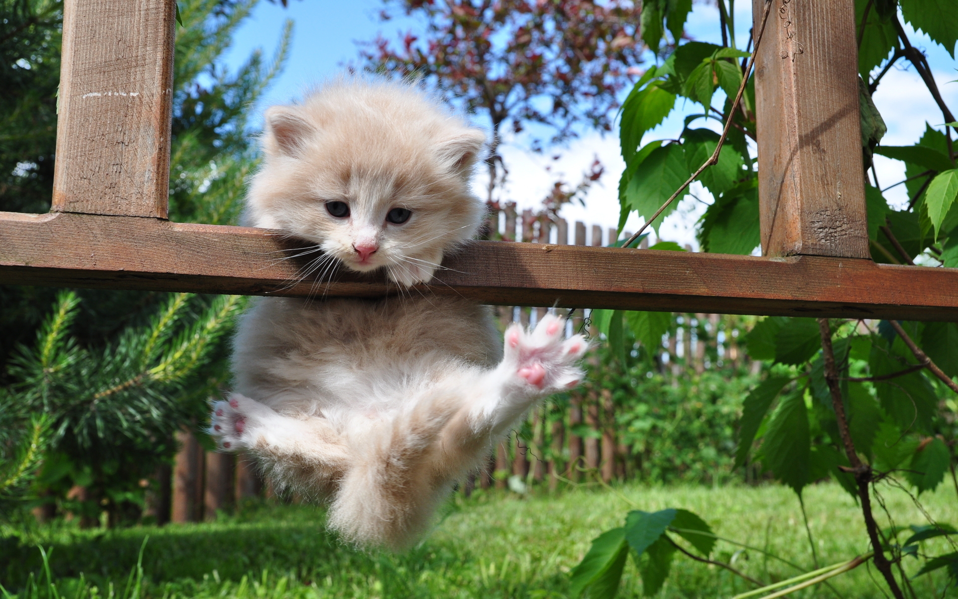 Baixe gratuitamente a imagem Animais, Gato na área de trabalho do seu PC