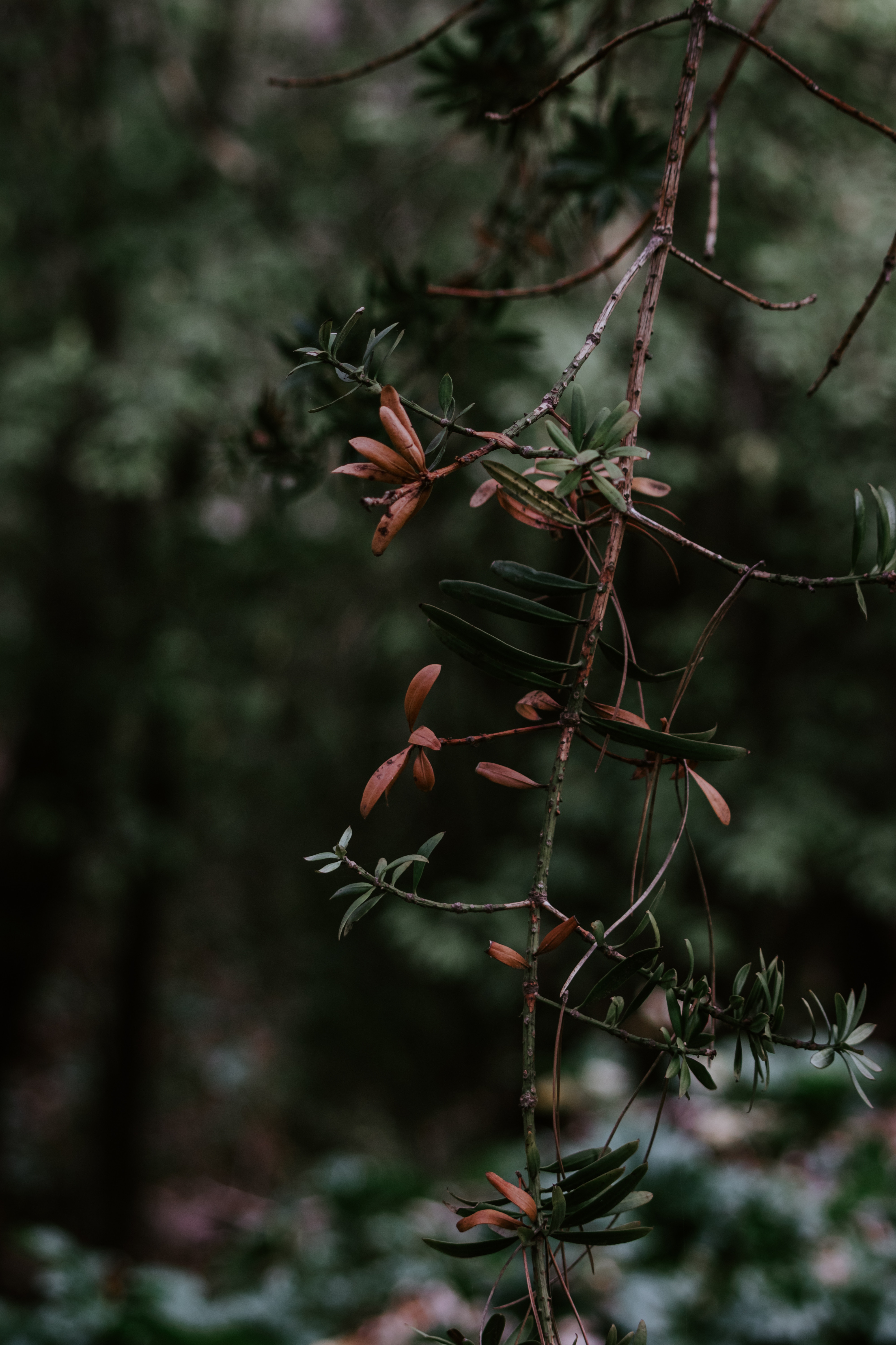 Free download wallpaper Blur, Smooth, Branch, Plant, Nature on your PC desktop