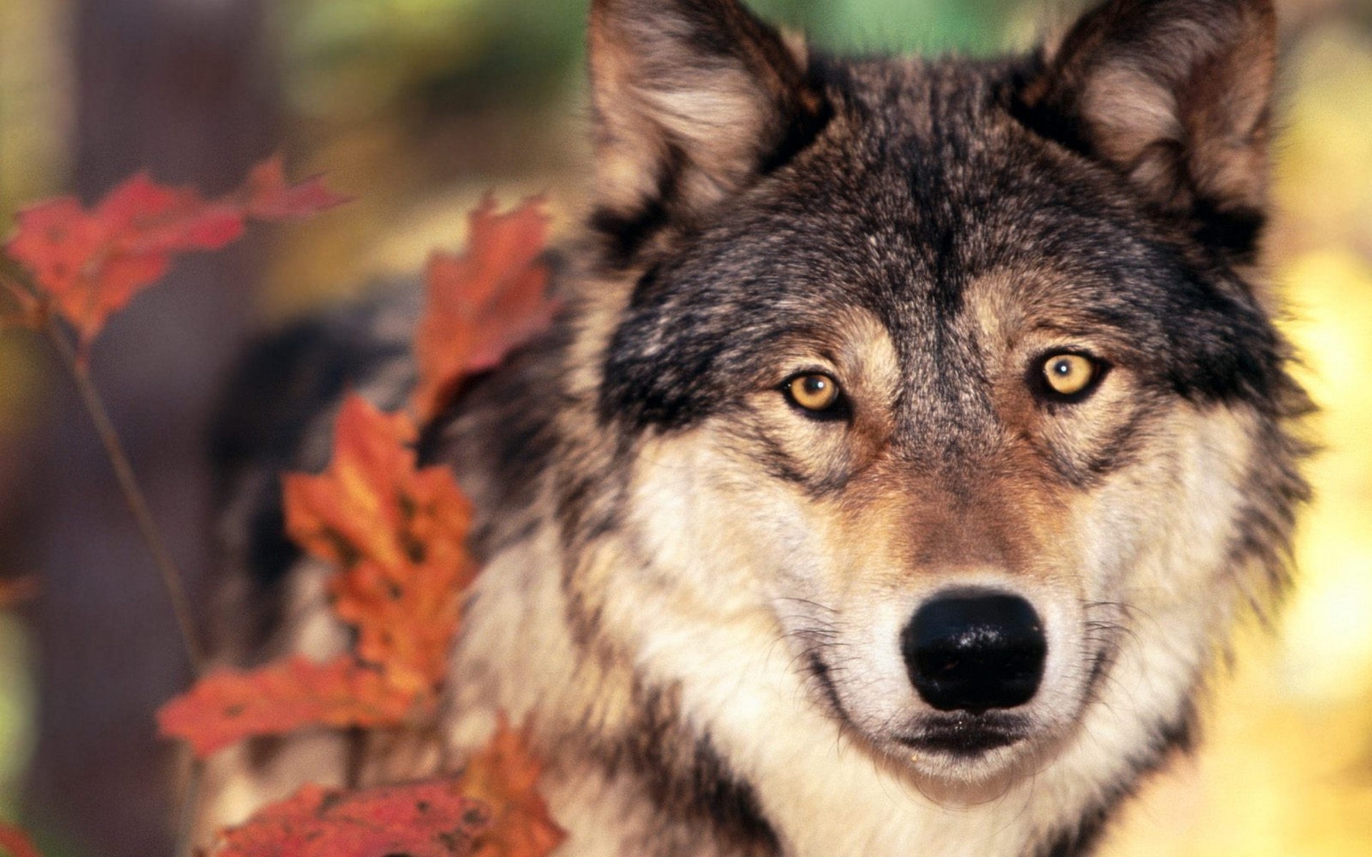 159029 descargar fondo de pantalla lobo, animales, wolves: protectores de pantalla e imágenes gratis