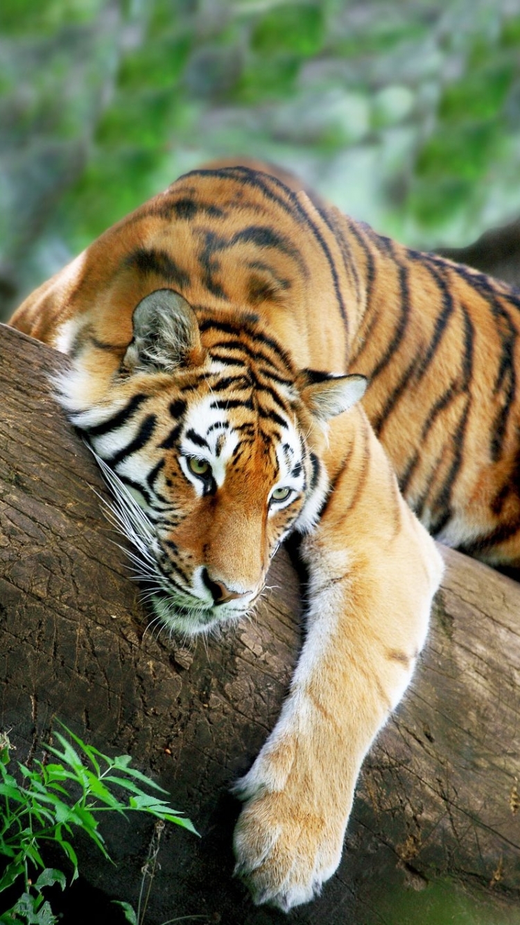 Download mobile wallpaper Cats, Tiger, Animal for free.