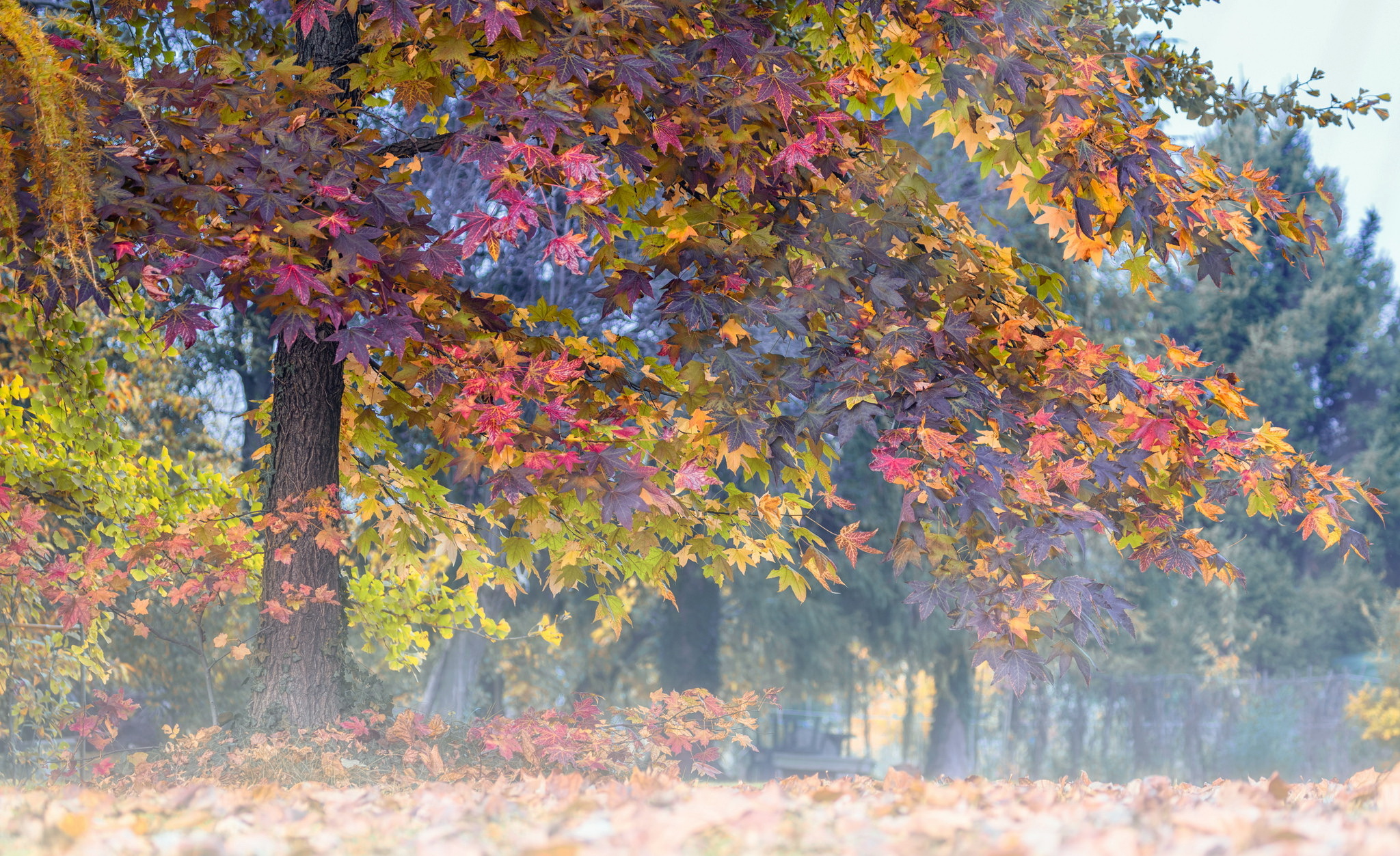 無料モバイル壁紙自然, 木, 秋, 葉, 地球, サンビームをダウンロードします。