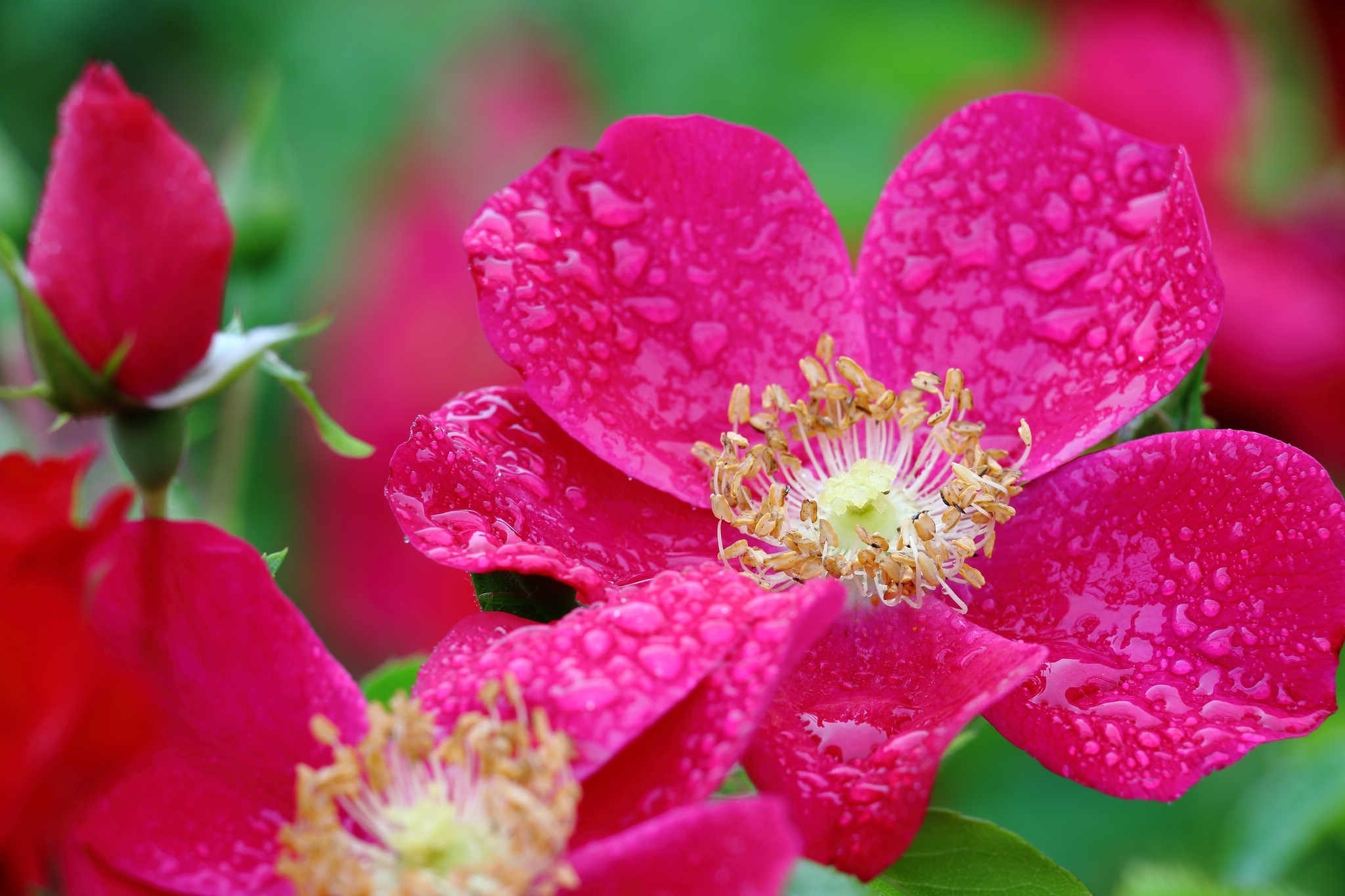 Download mobile wallpaper Flowers, Flower, Macro, Rose, Bud, Earth, Dew, Petal, Water Drop for free.