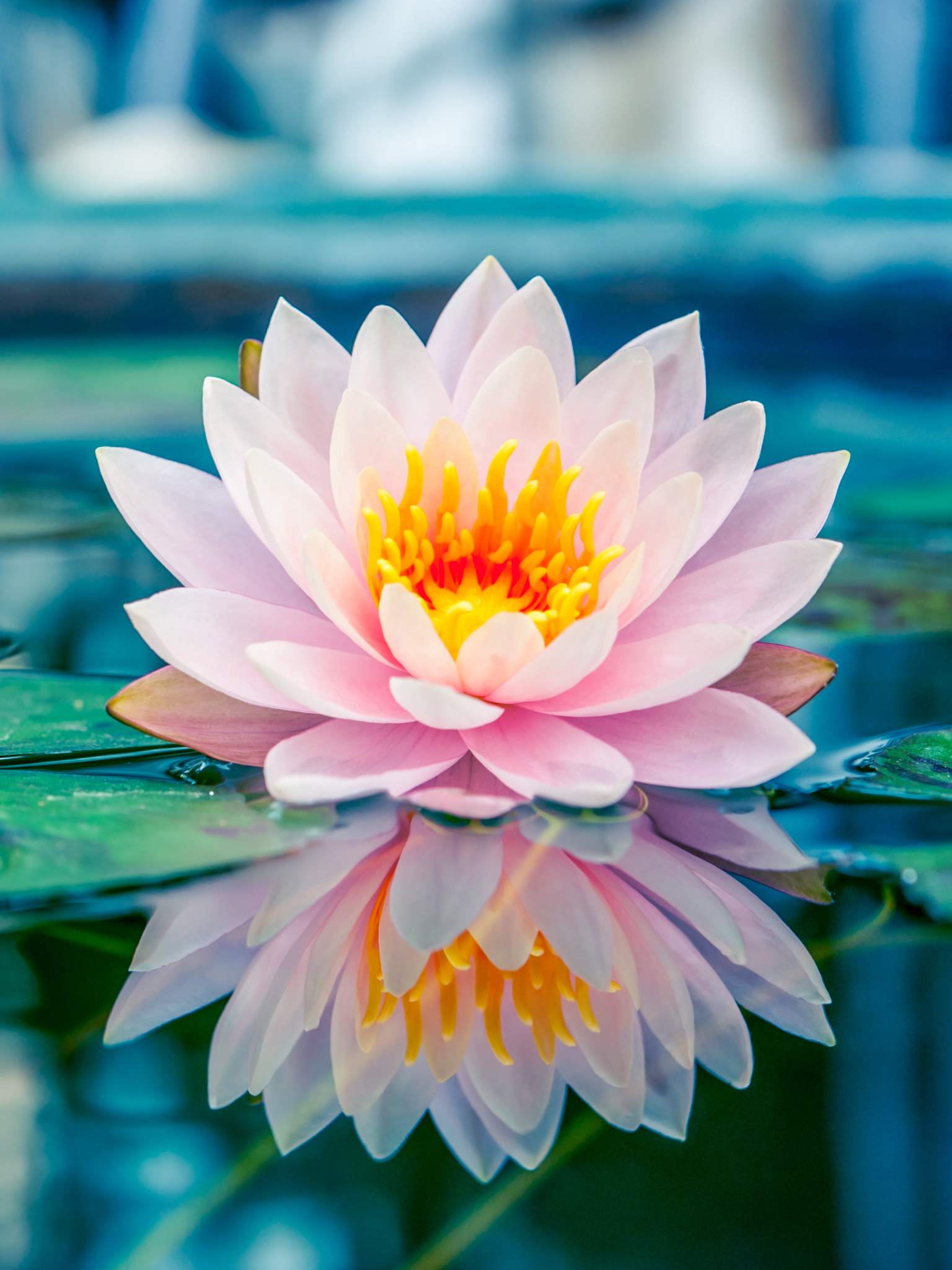 Download mobile wallpaper Nature, Flowers, Reflection, Flower, Leaf, Earth, Water Lily for free.