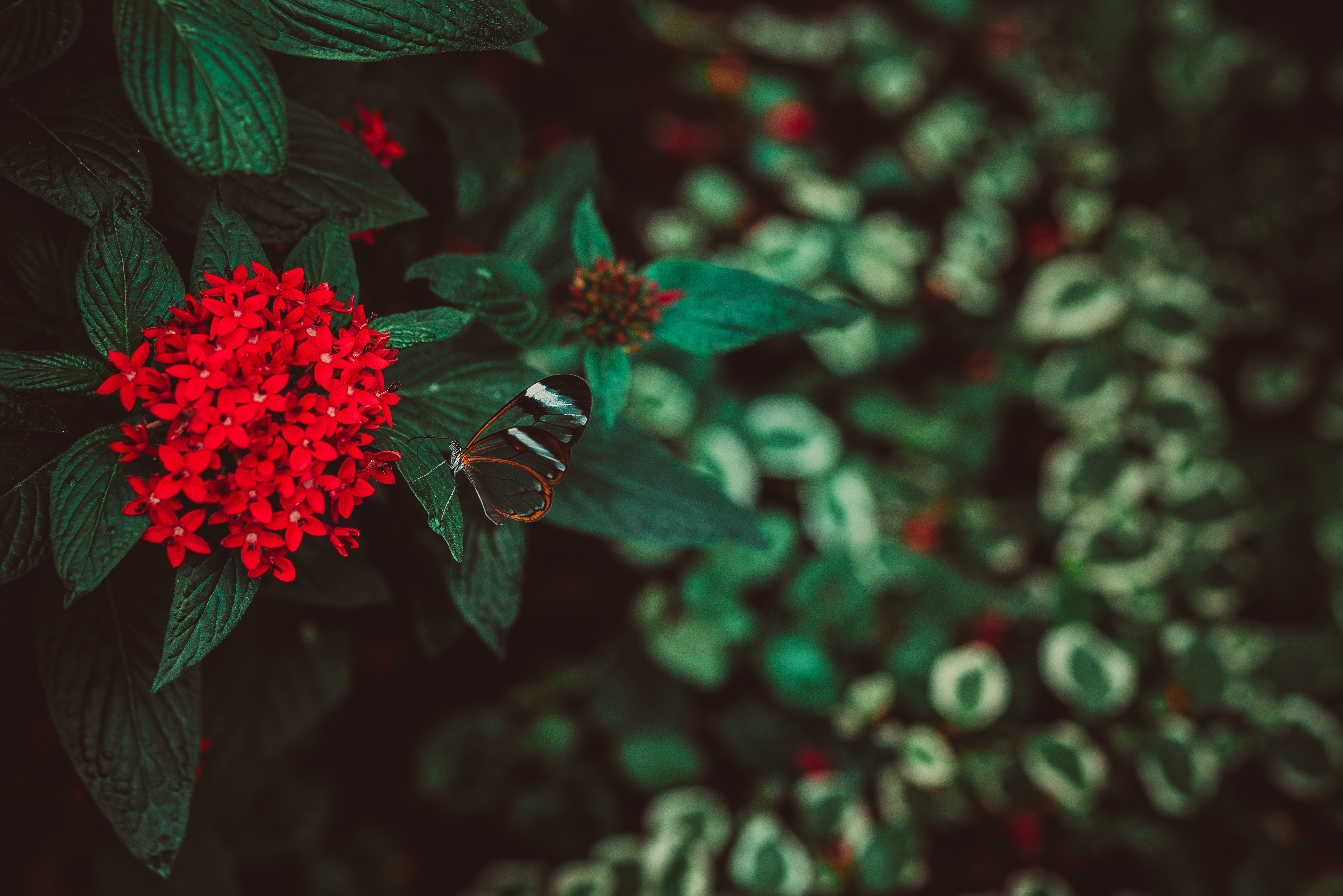 78491 descargar fondo de pantalla flores, rojo, planta, macro, mariposa, inflorescencia: protectores de pantalla e imágenes gratis
