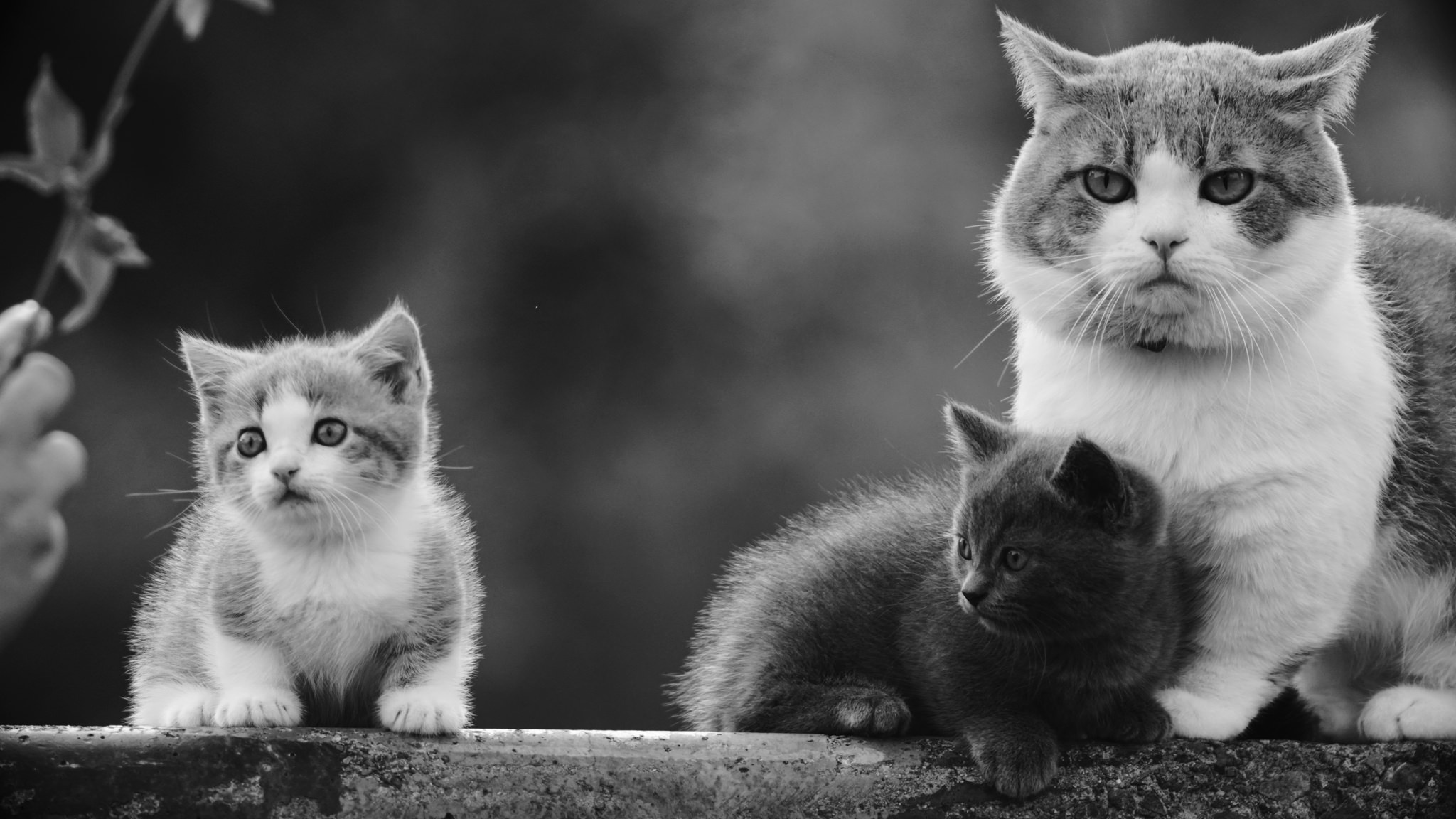 Descarga gratuita de fondo de pantalla para móvil de Animales, Gatos, Gato, Gatito, Monocromo, Blanco Y Negro, Bebe Animal.