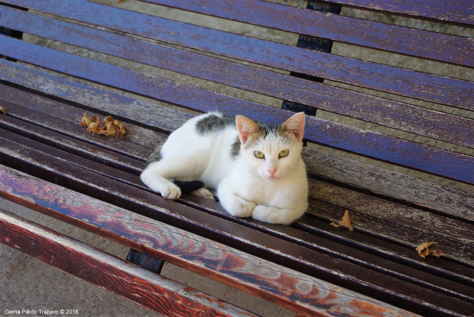 Download mobile wallpaper Cats, Cat, Animal, Bench for free.
