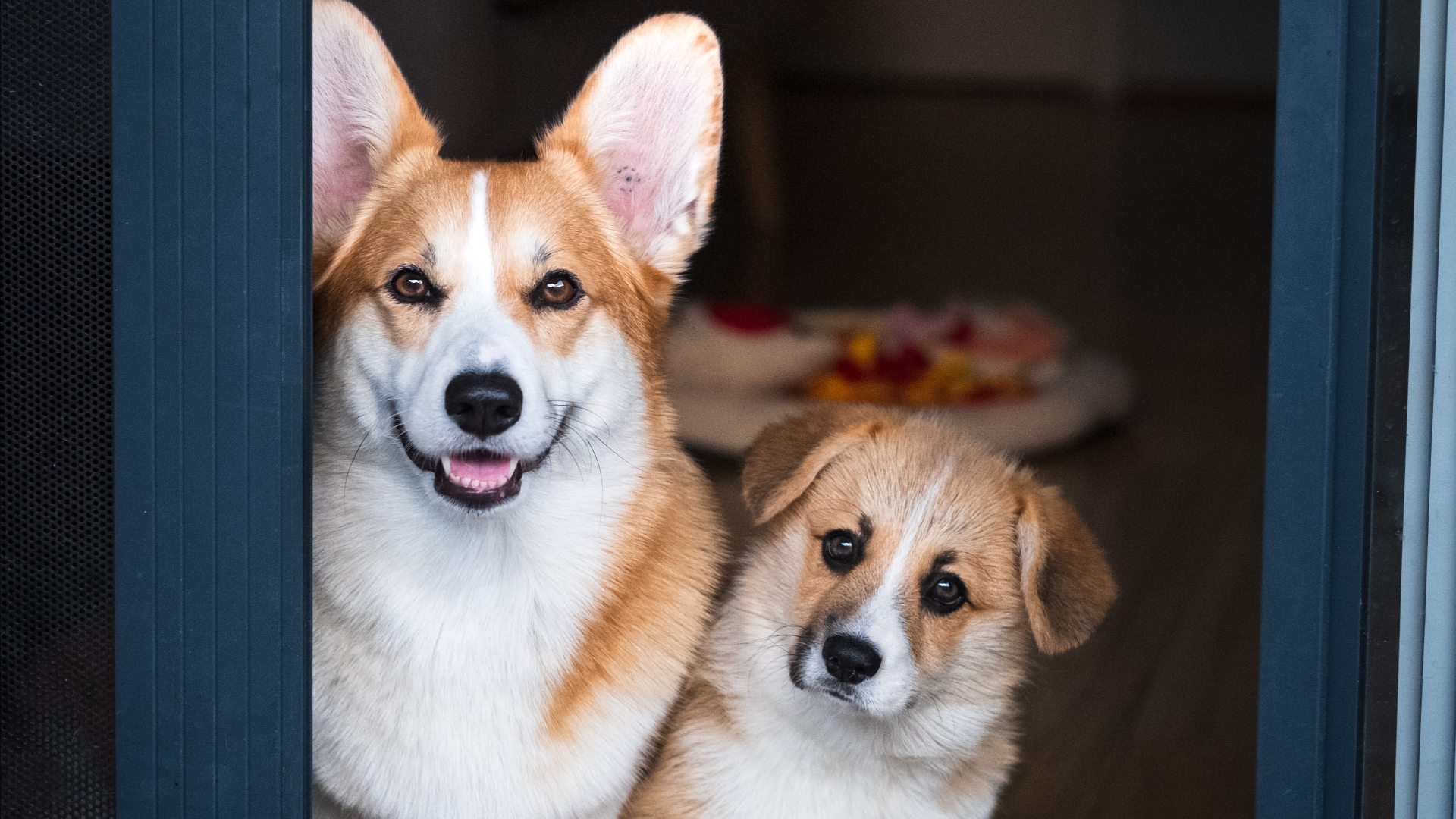 Download mobile wallpaper Dogs, Animal, Corgi for free.