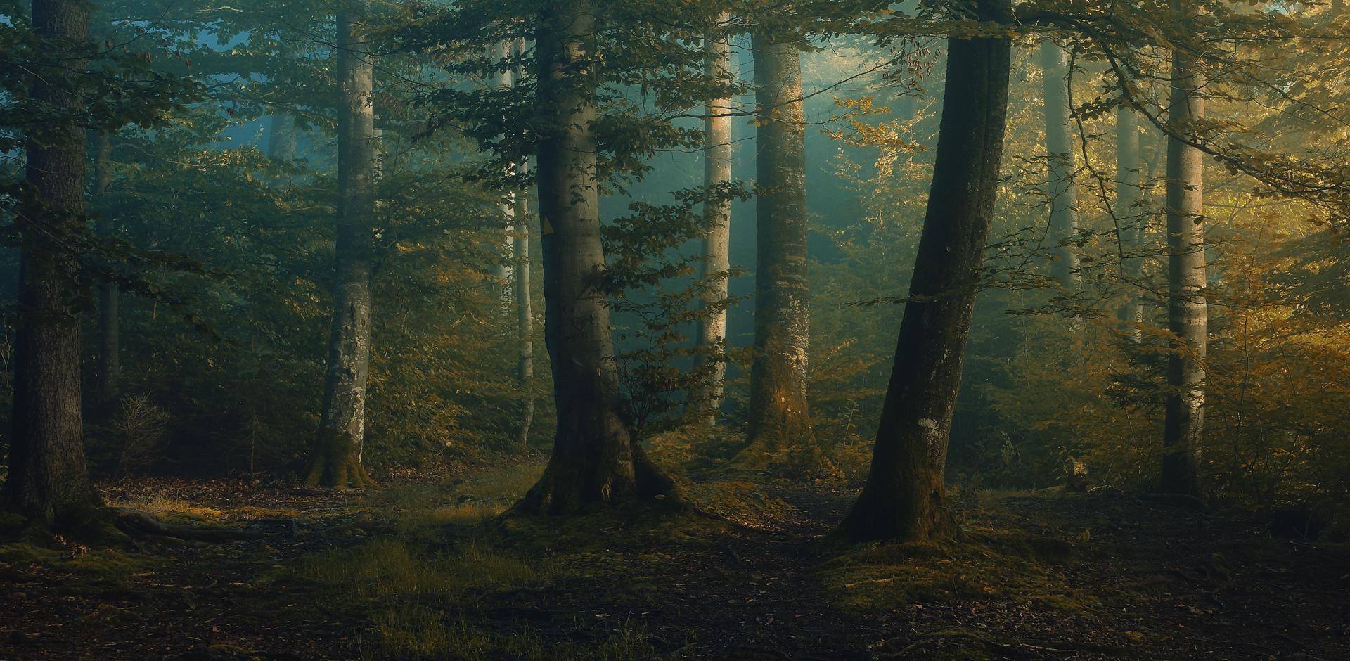 Baixar papel de parede para celular de Floresta, Névoa, Terra, Terra/natureza gratuito.