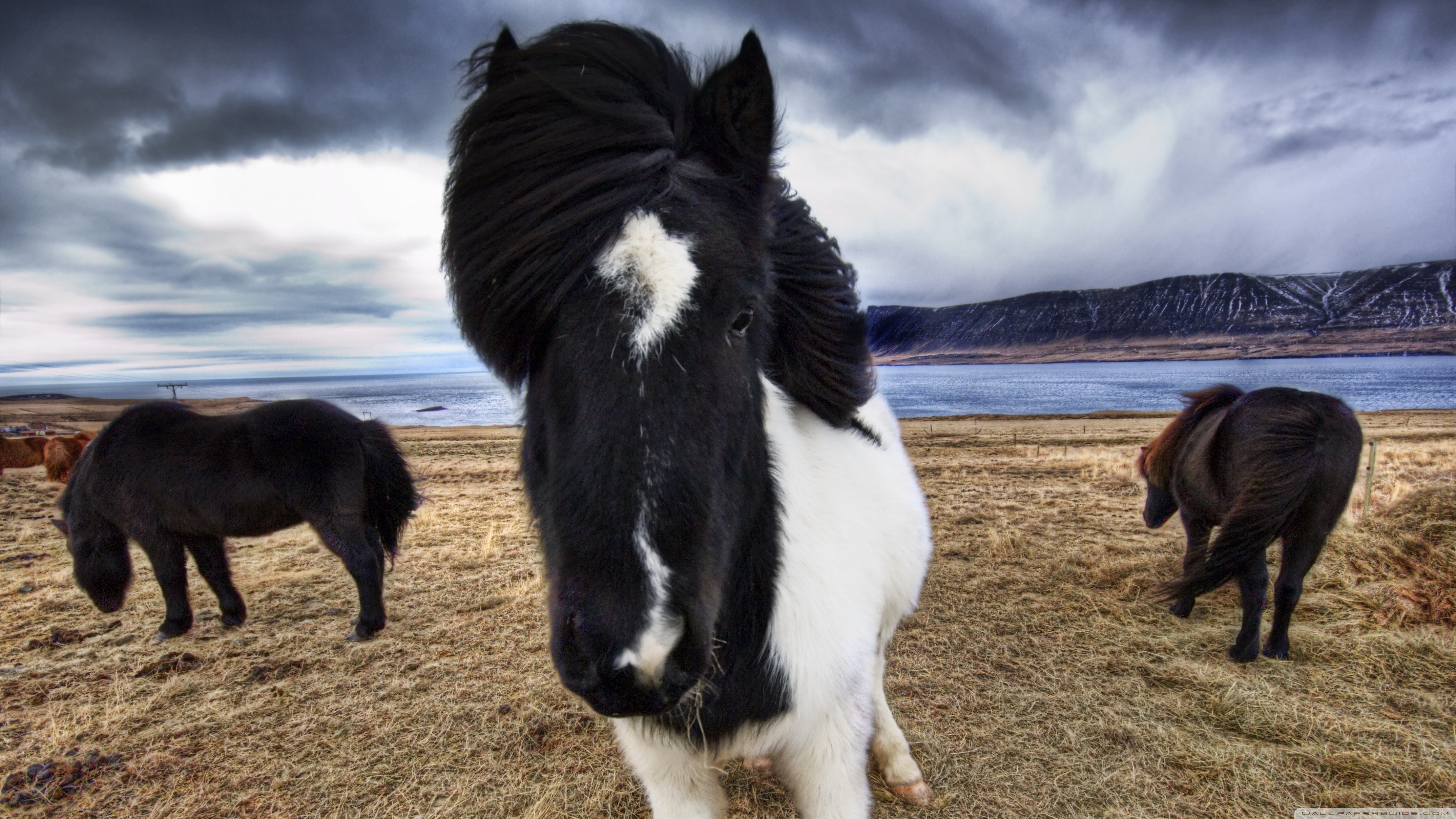 Laden Sie das Tiere, Hauspferd-Bild kostenlos auf Ihren PC-Desktop herunter