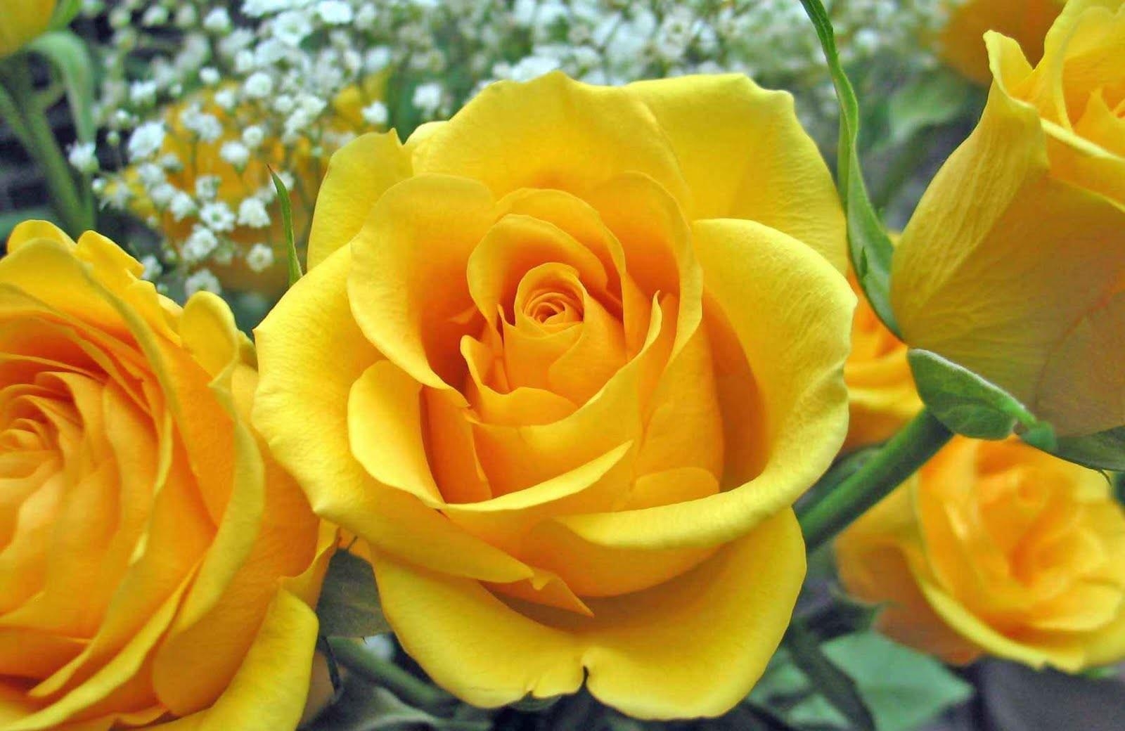 90794 descargar imagen flores, roses, amarillo, de cerca, primer plano, cogollos, brotes: fondos de pantalla y protectores de pantalla gratis
