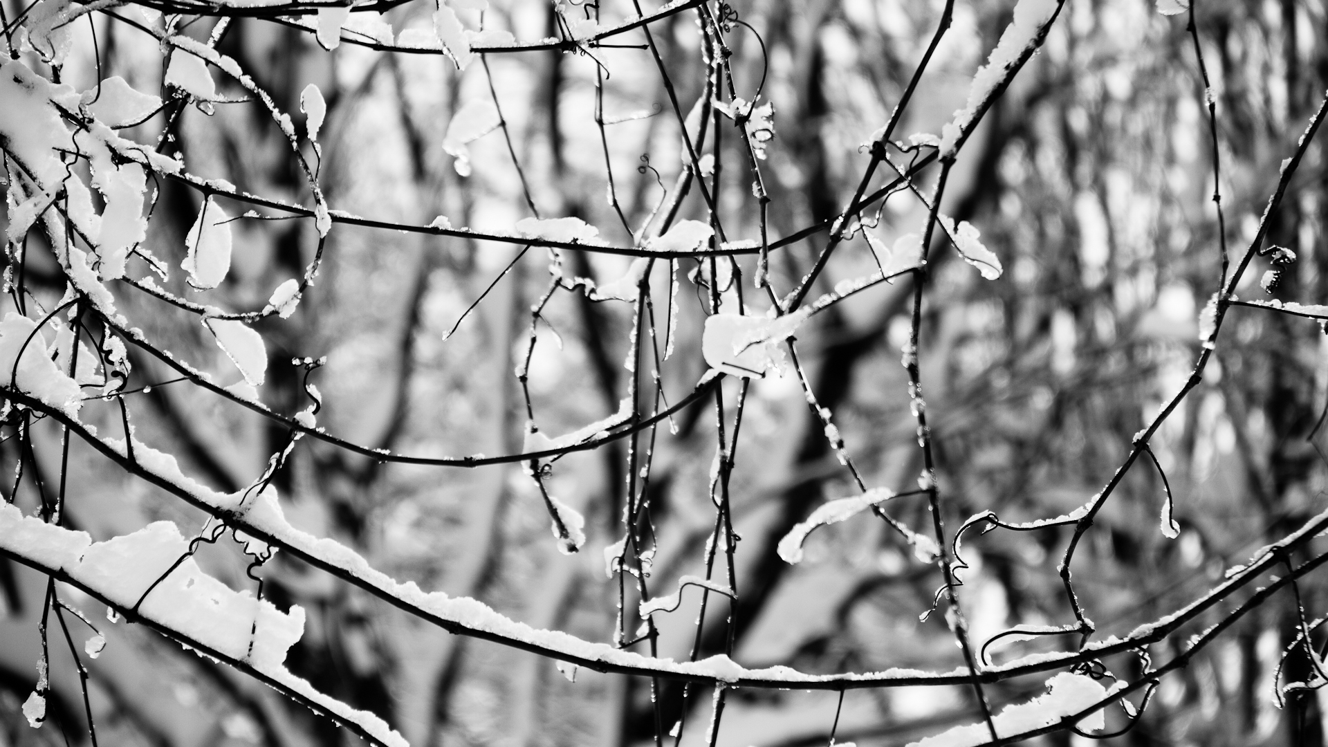 Free download wallpaper Winter, Branch, Earth on your PC desktop