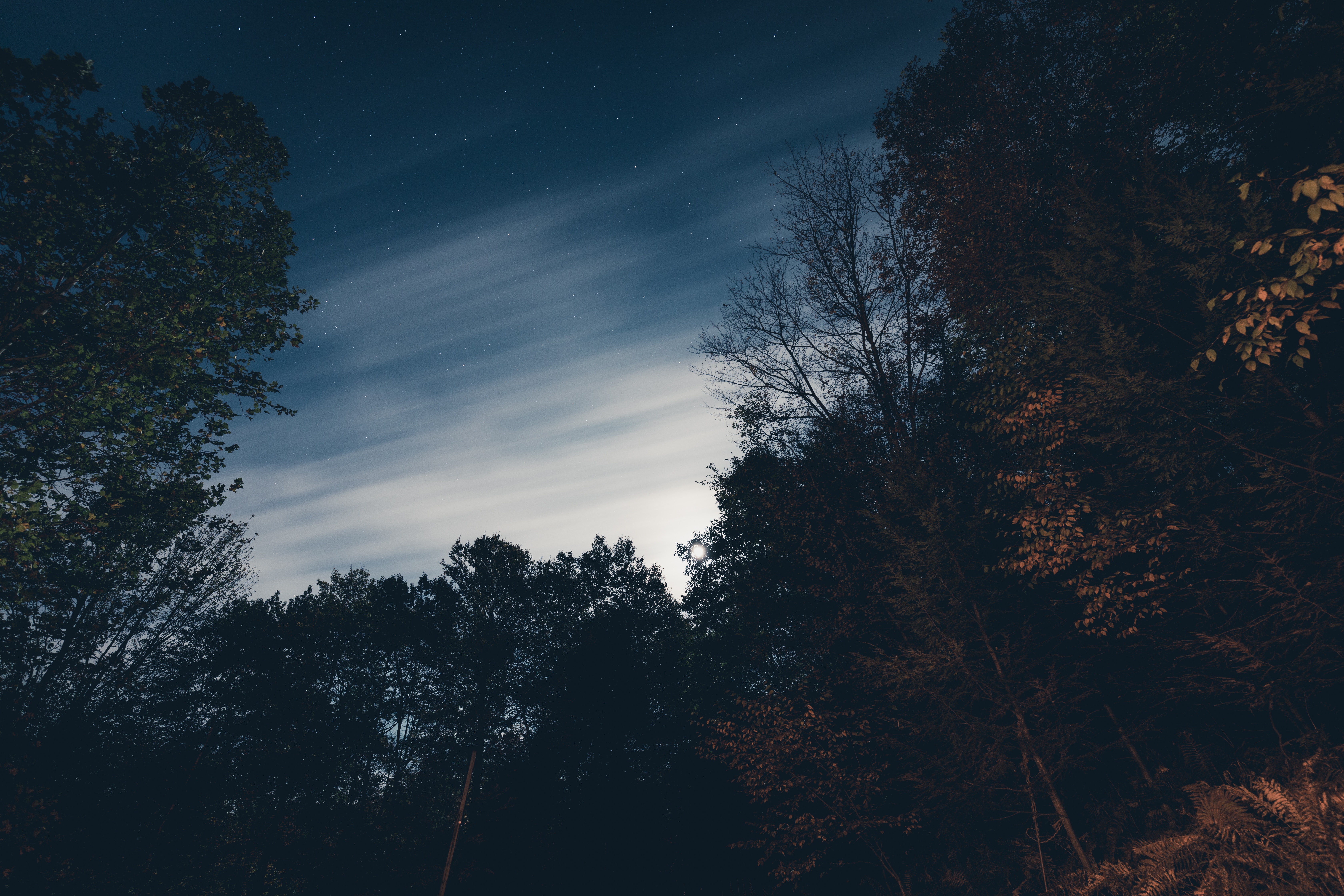 Download mobile wallpaper Trees, Stars, Sky, Night, Dark for free.